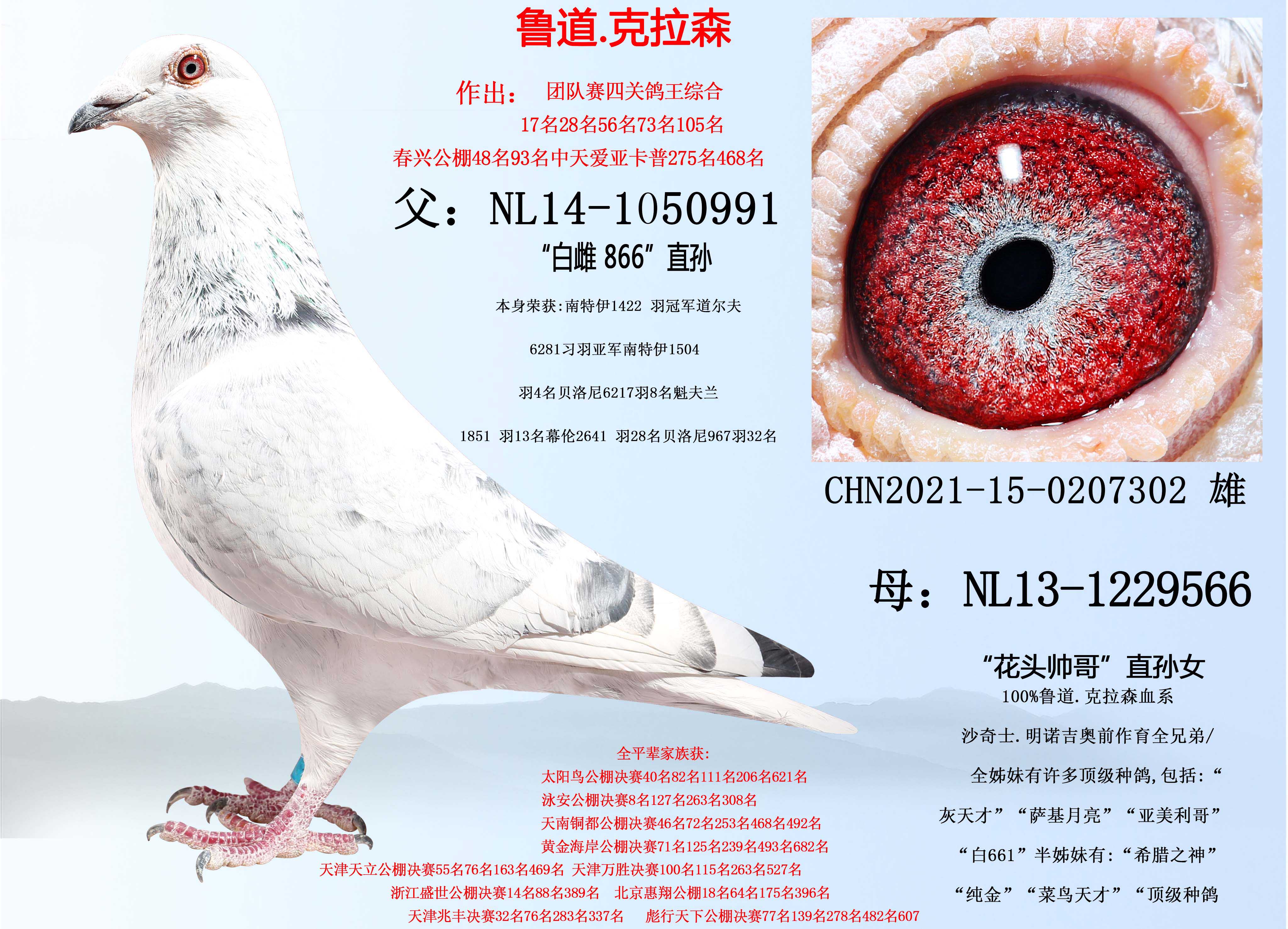 信鸽在线拍卖平台 - 中国信鸽信息网