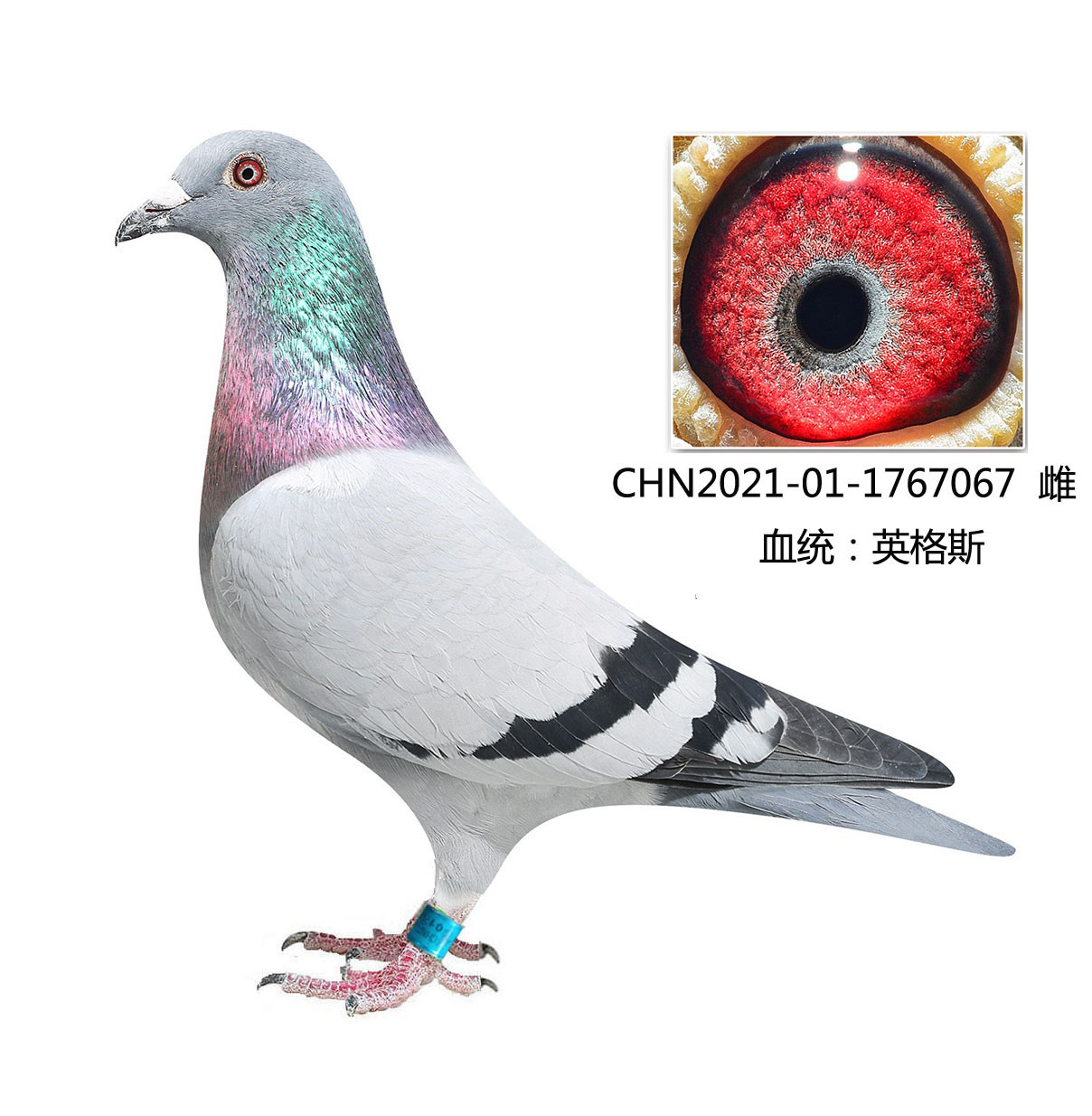 北京史金丰鸽舍 - 中信网铭鸽展厅