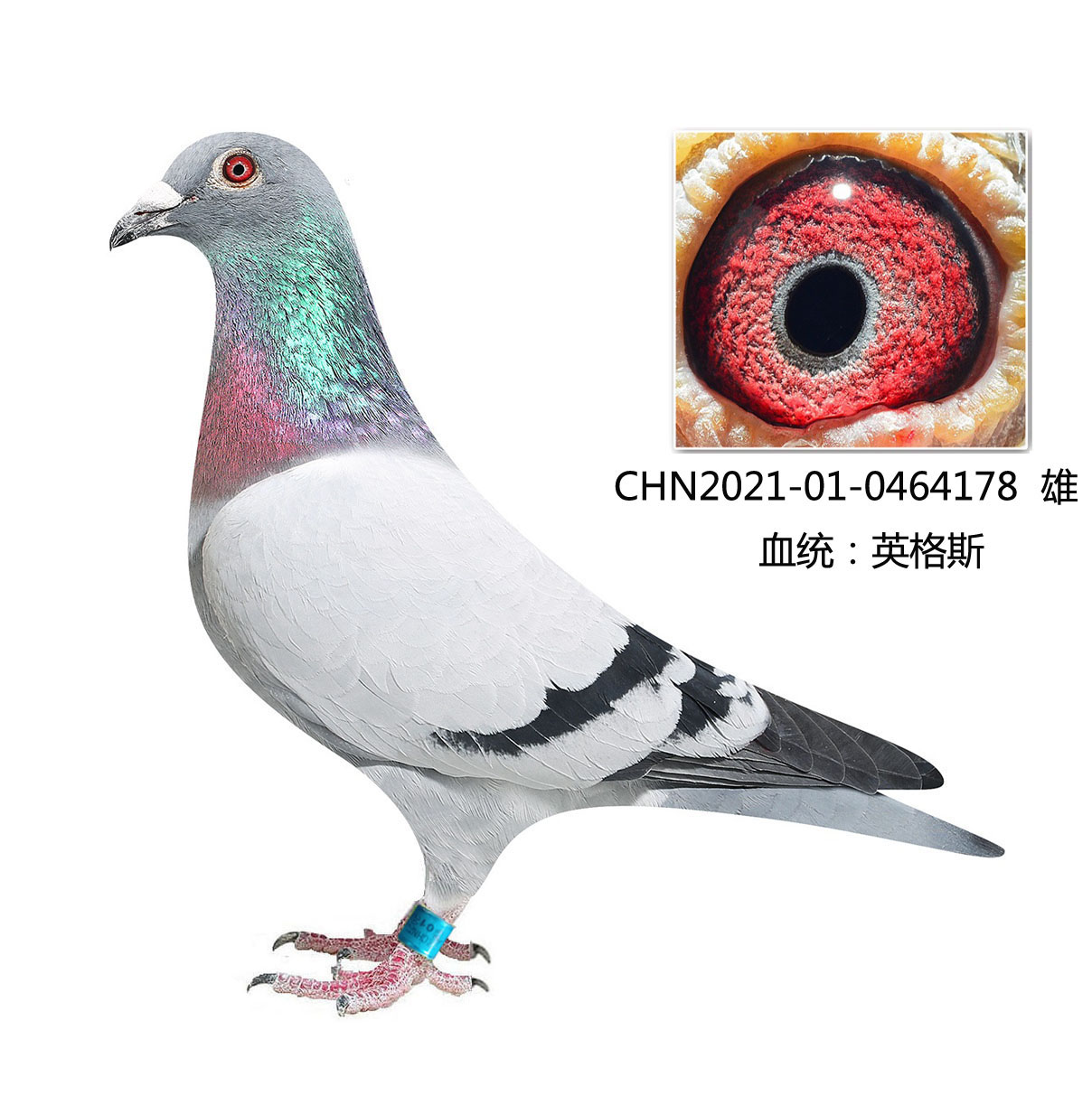 信鸽在线拍卖平台 - 中国信鸽信息网