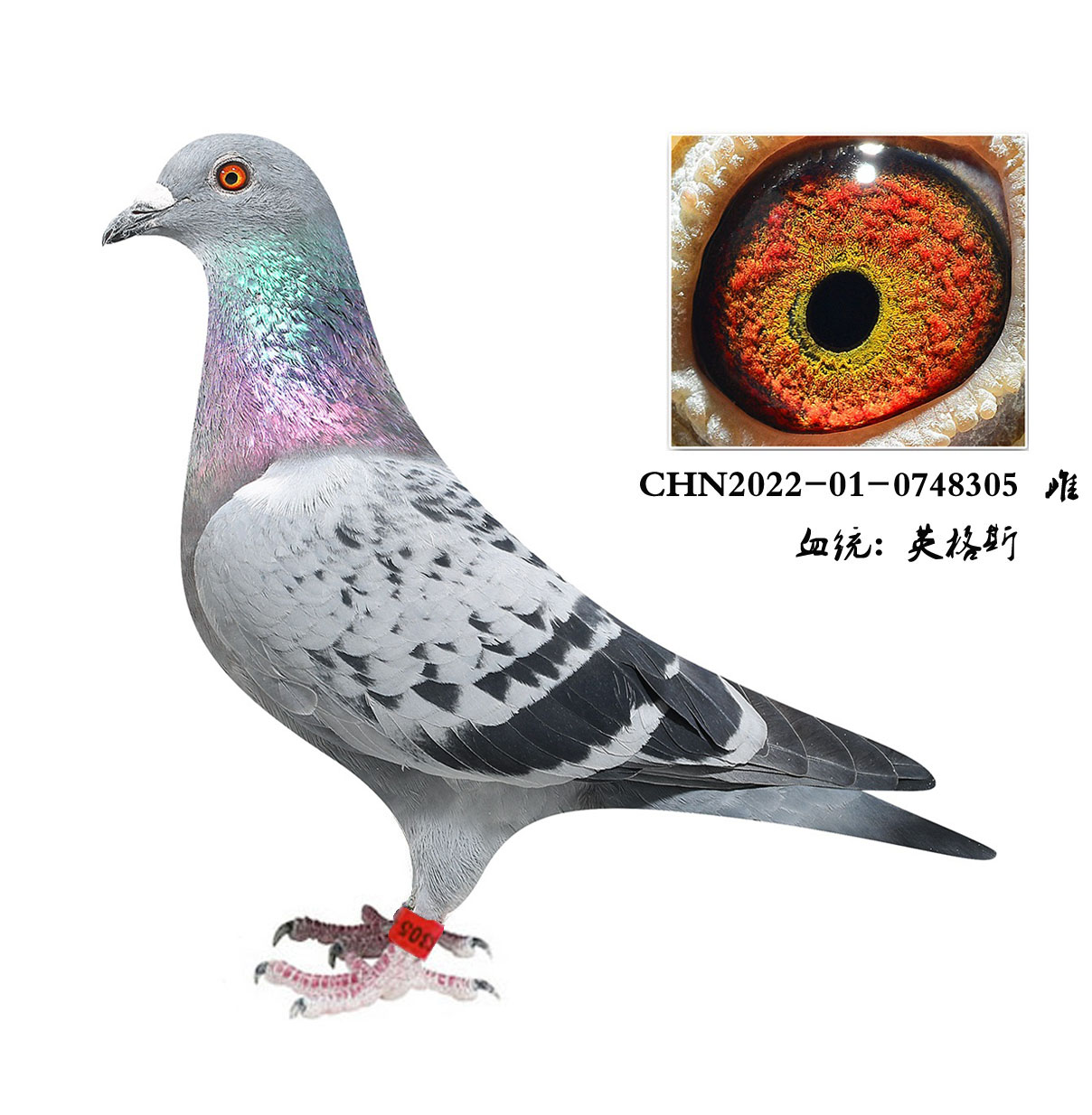 北京史金丰鸽舍