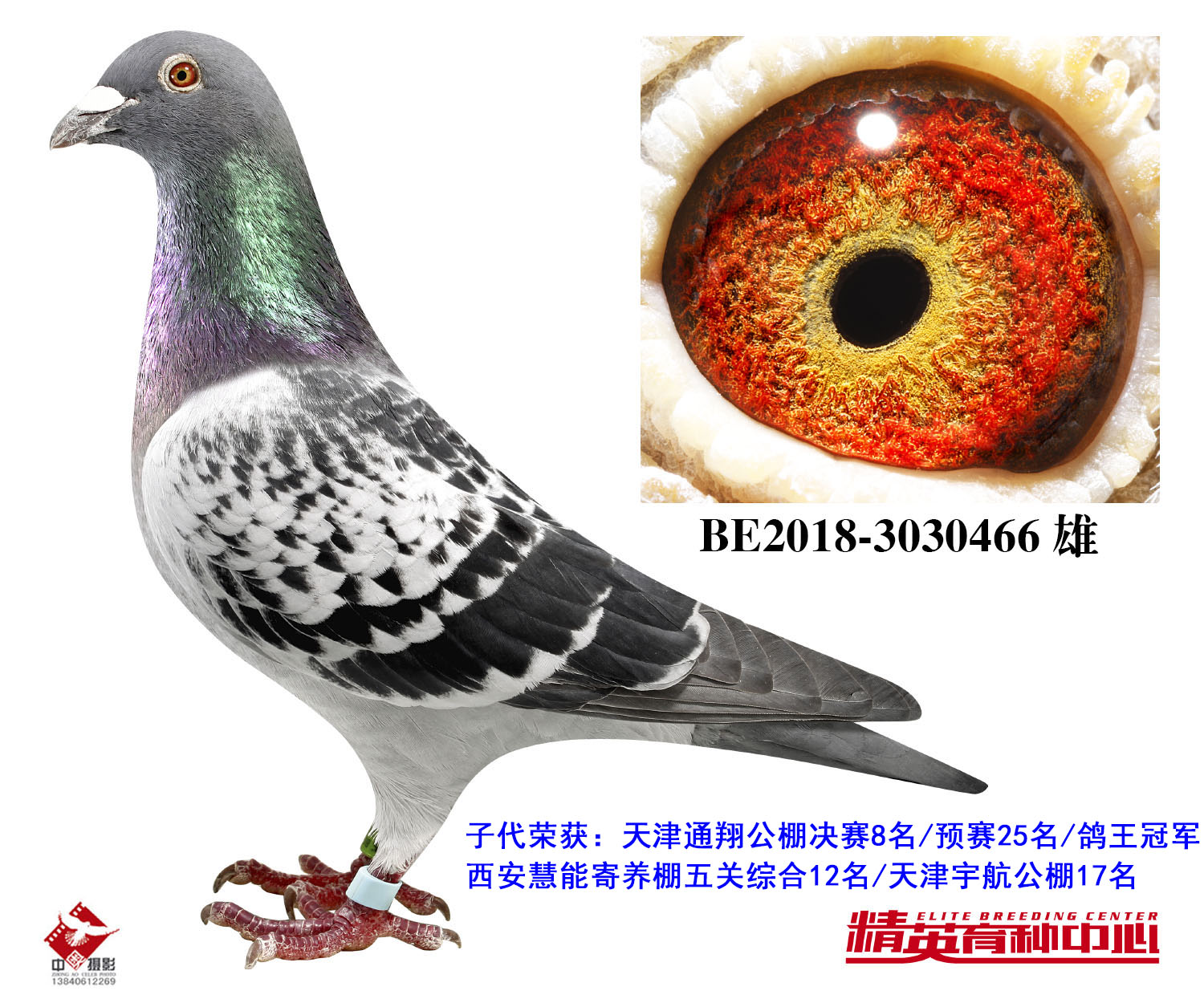 欧联国际赛鸽 - 中信网铭鸽展厅