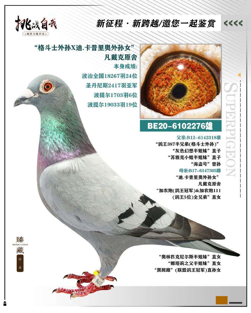 凡戴克原舍所向无敌x迪卡普里奥血系