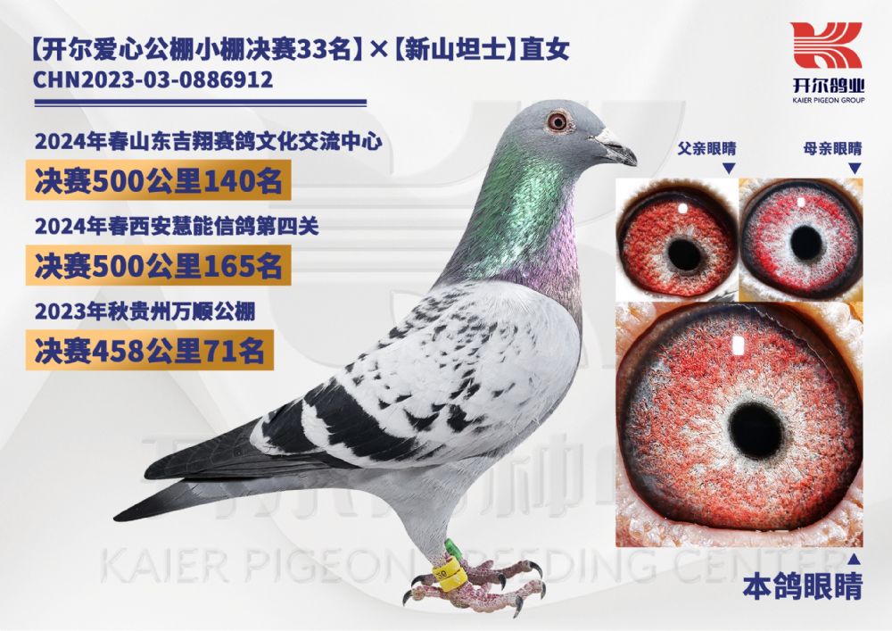 开尔鸽业 - 中信网铭鸽展厅