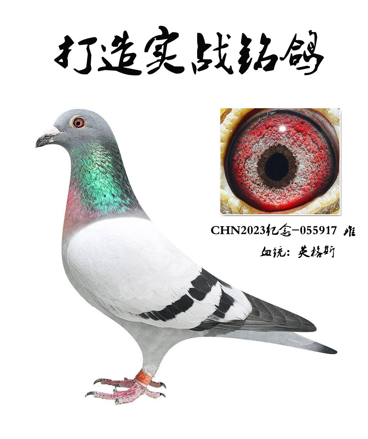 北京史金丰鸽舍 - 中信网铭鸽展厅