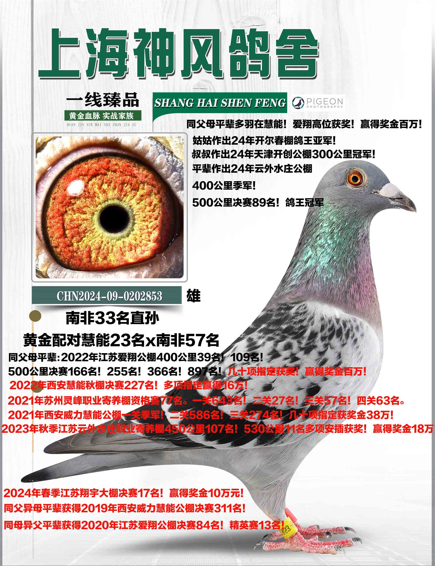 信鸽在线拍卖平台