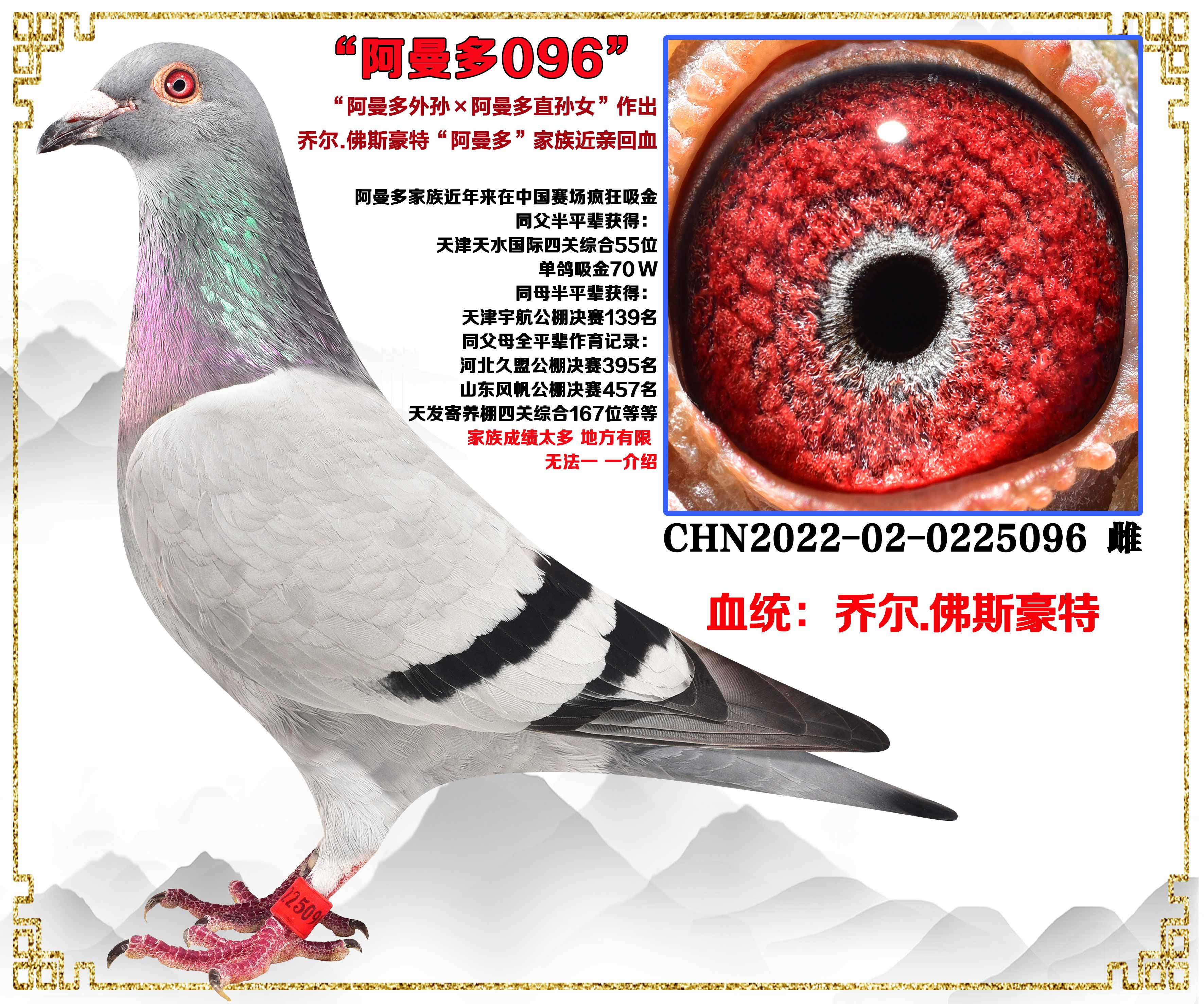 乔尔佛斯豪特阿曼多外孙直孙女作出