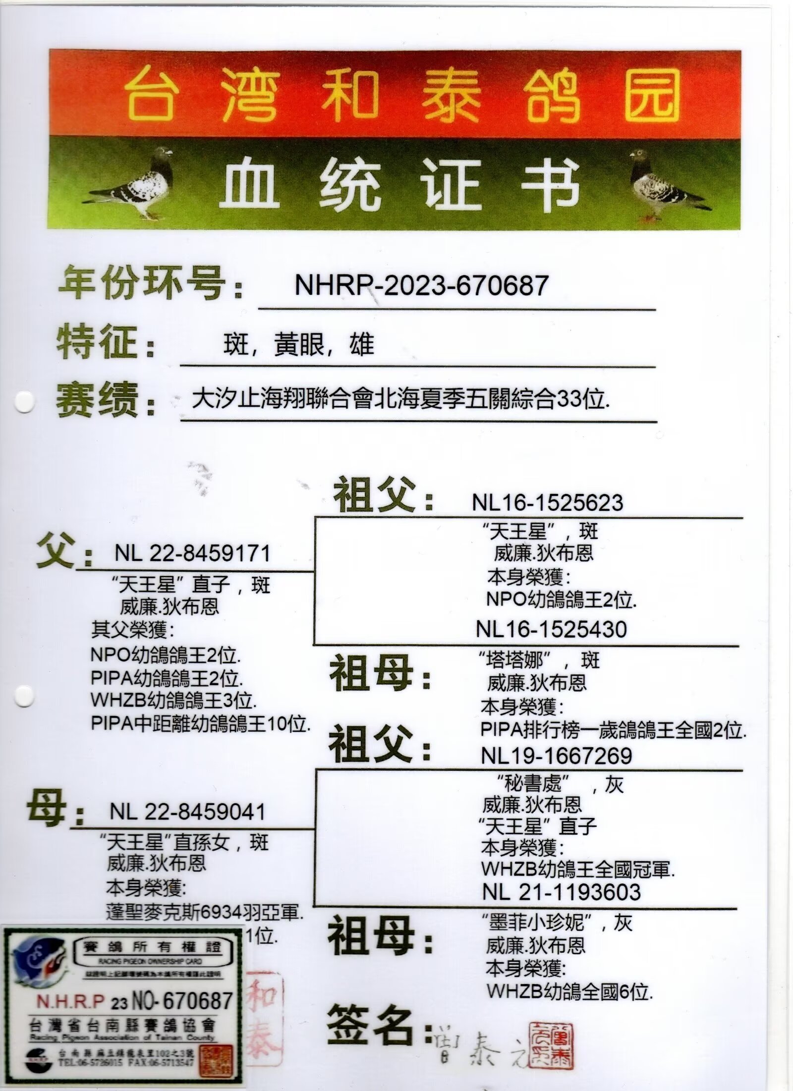 辽宁新纪元鸽业在线拍鸽