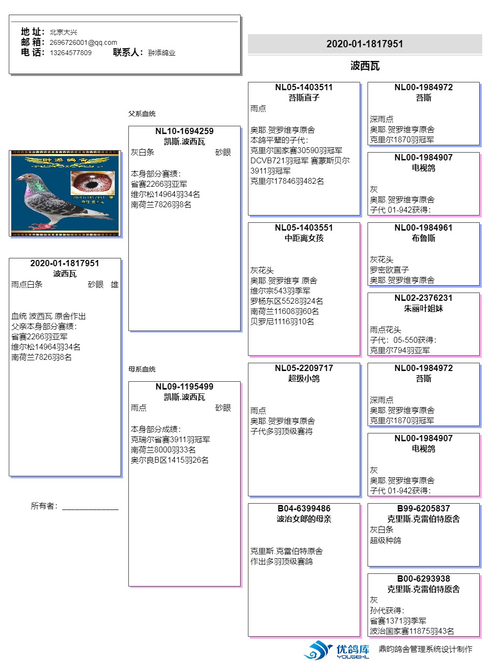 波西瓦大名鸽配对图片图片