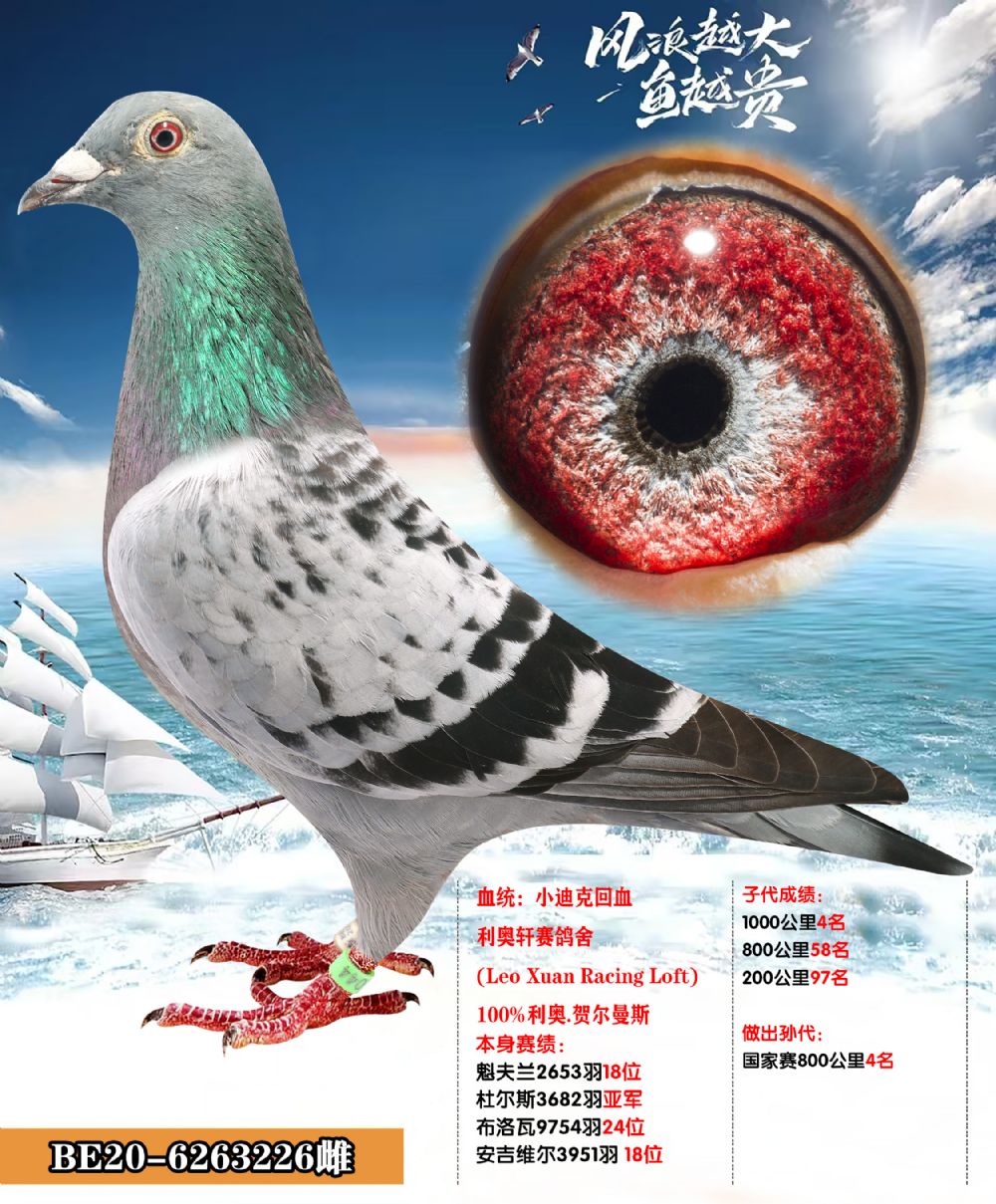 信鸽在线拍卖平台