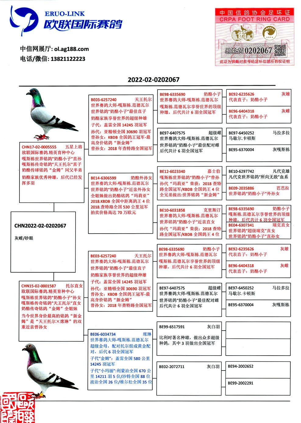 中国信鸽信息网首页图片