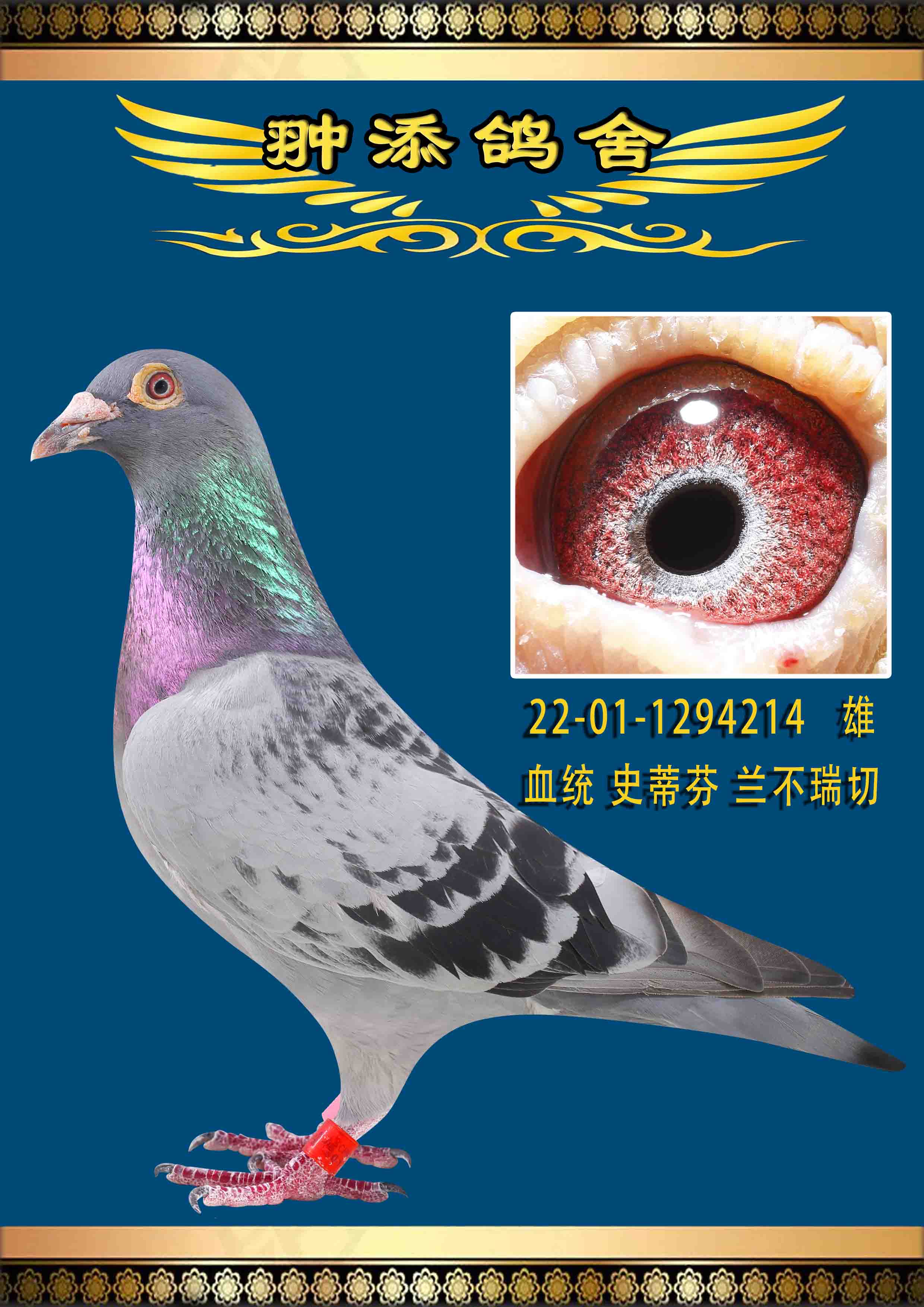 史蒂芬兰不瑞切15年kbdb小中距离鸽王冠军全姐妹作出