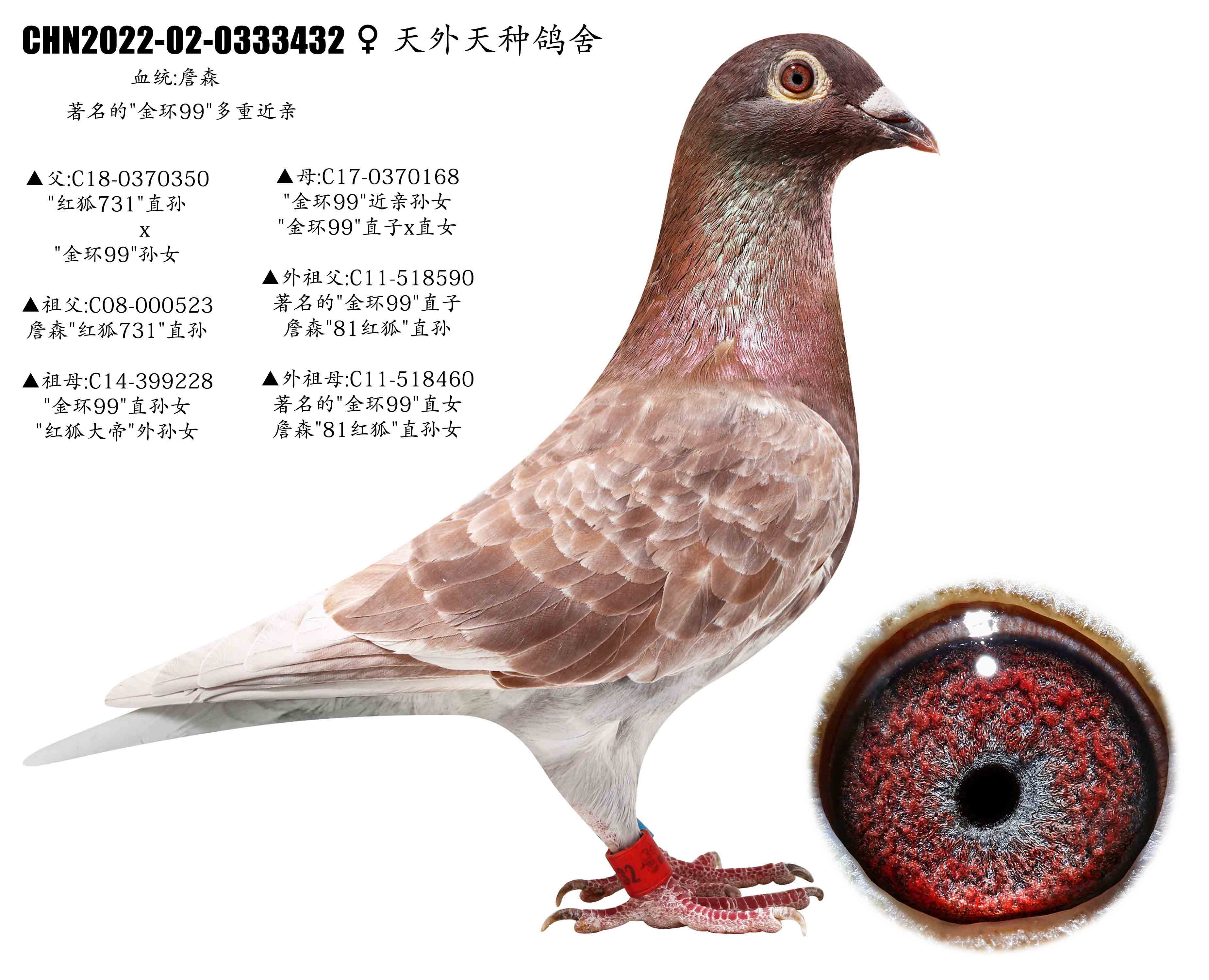 信鸽在线拍卖平台