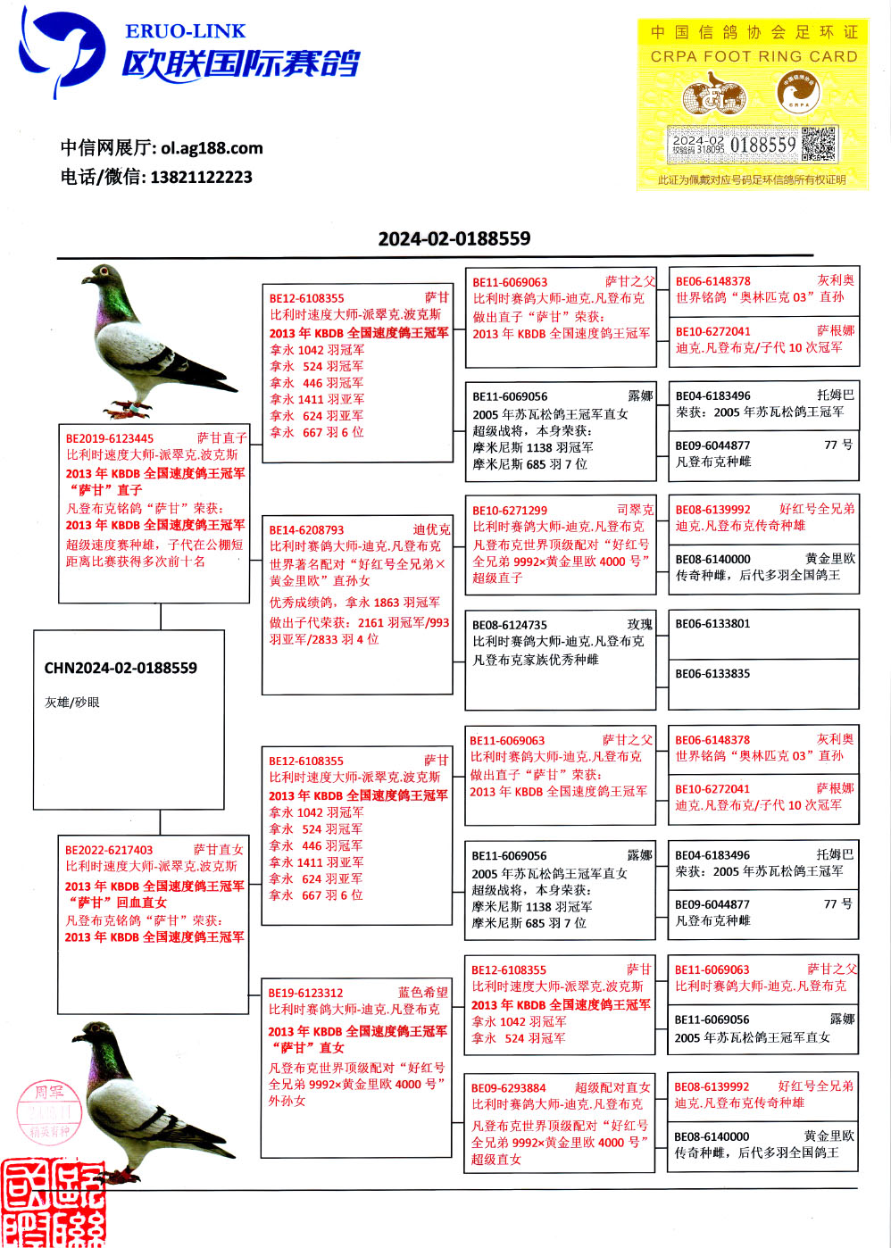 中国信鸽信息网首页图片