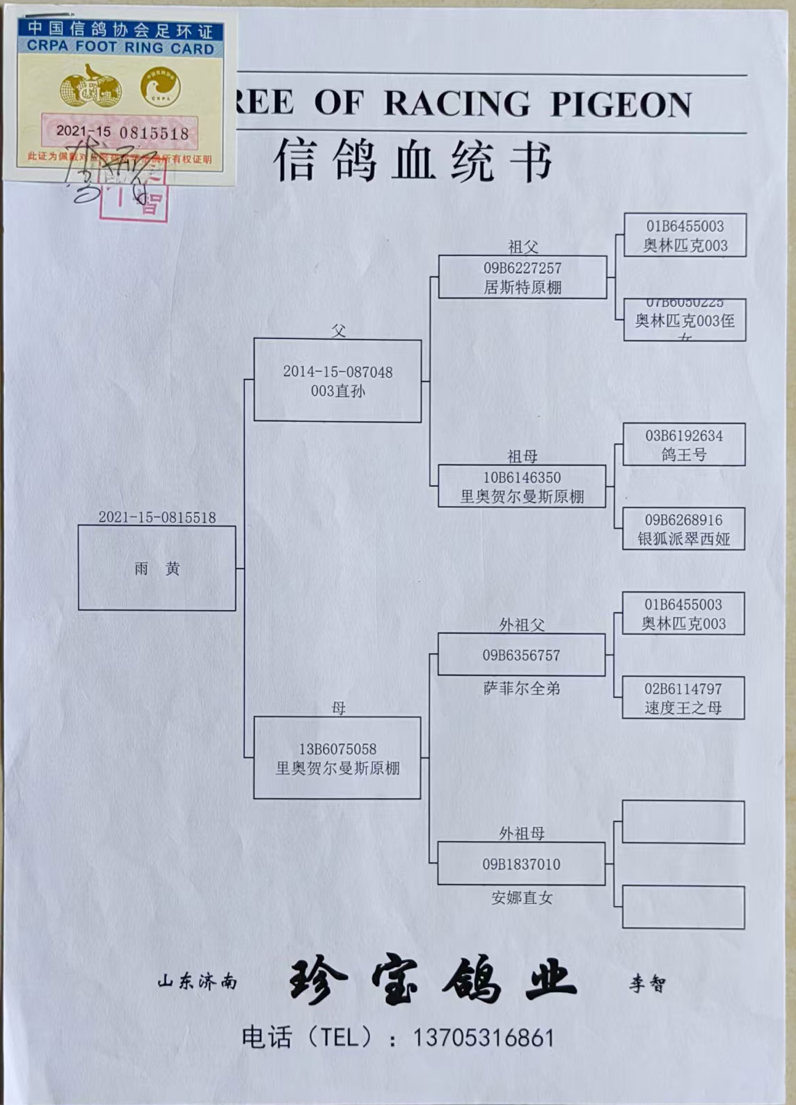 中国信鸽信息网首页图片