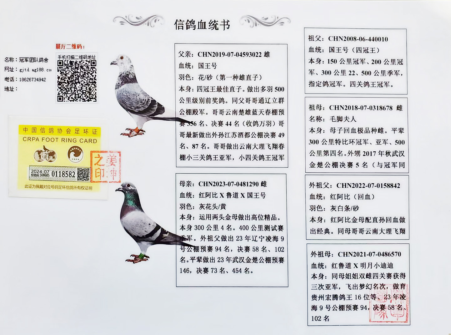 冠军团队鸽舍 - 中信网铭鸽展厅