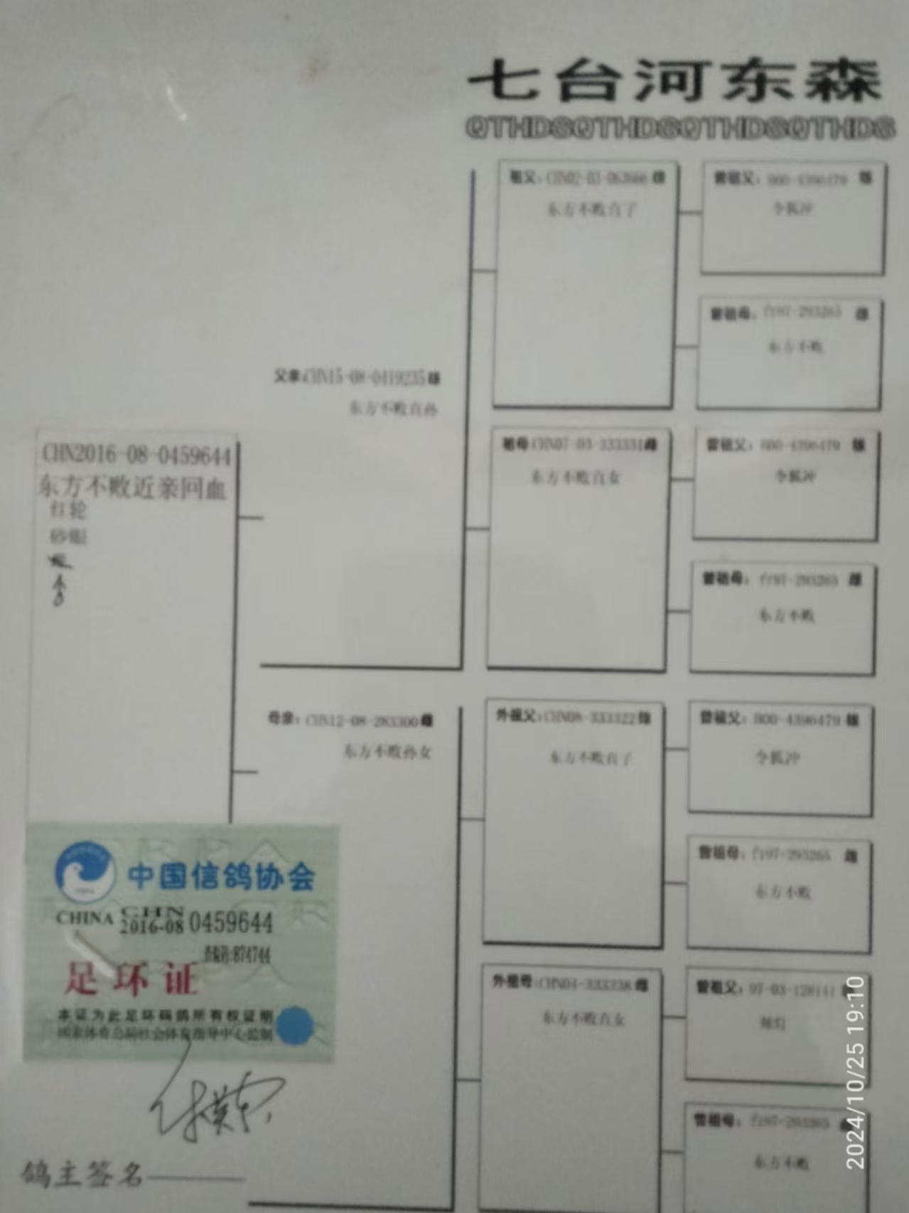 中国信鸽信息网首页图片