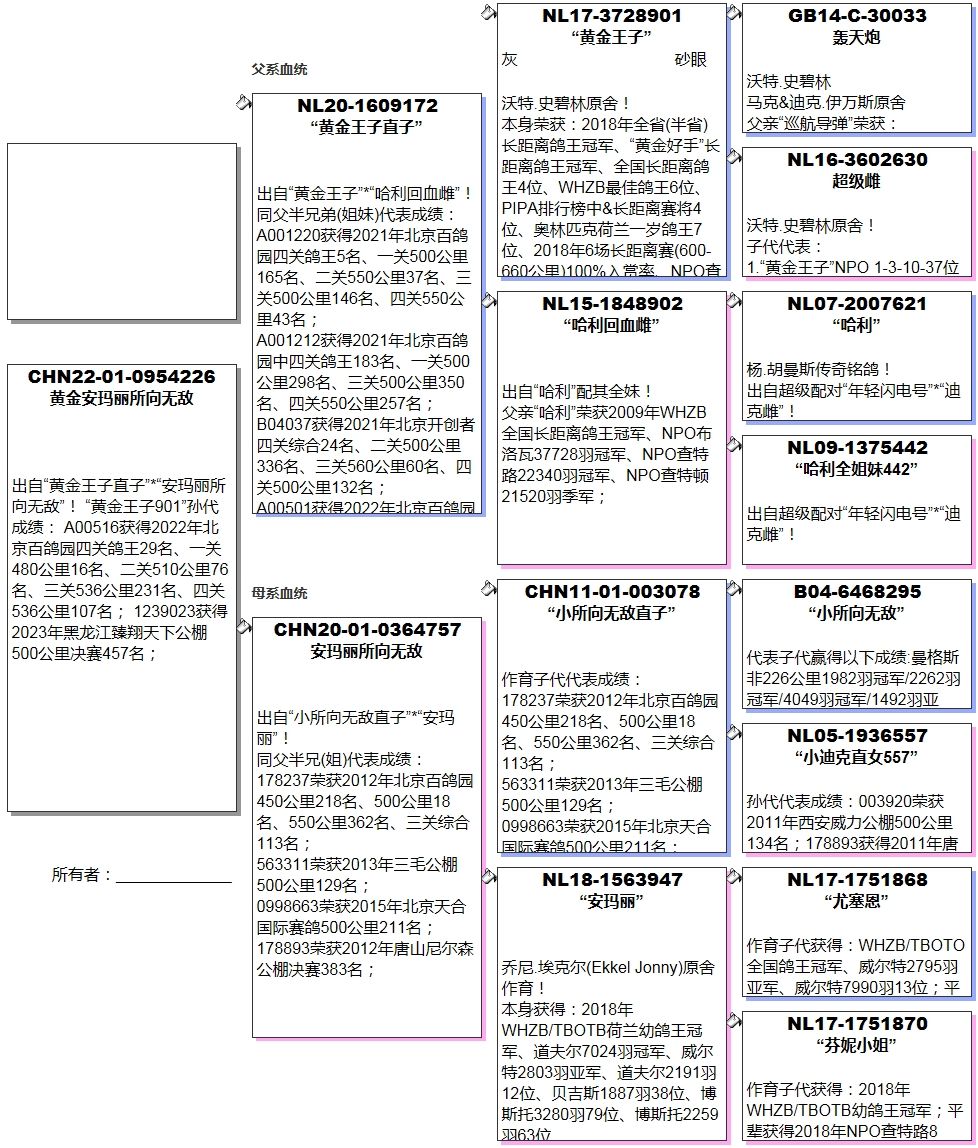 中国信鸽信息网图片