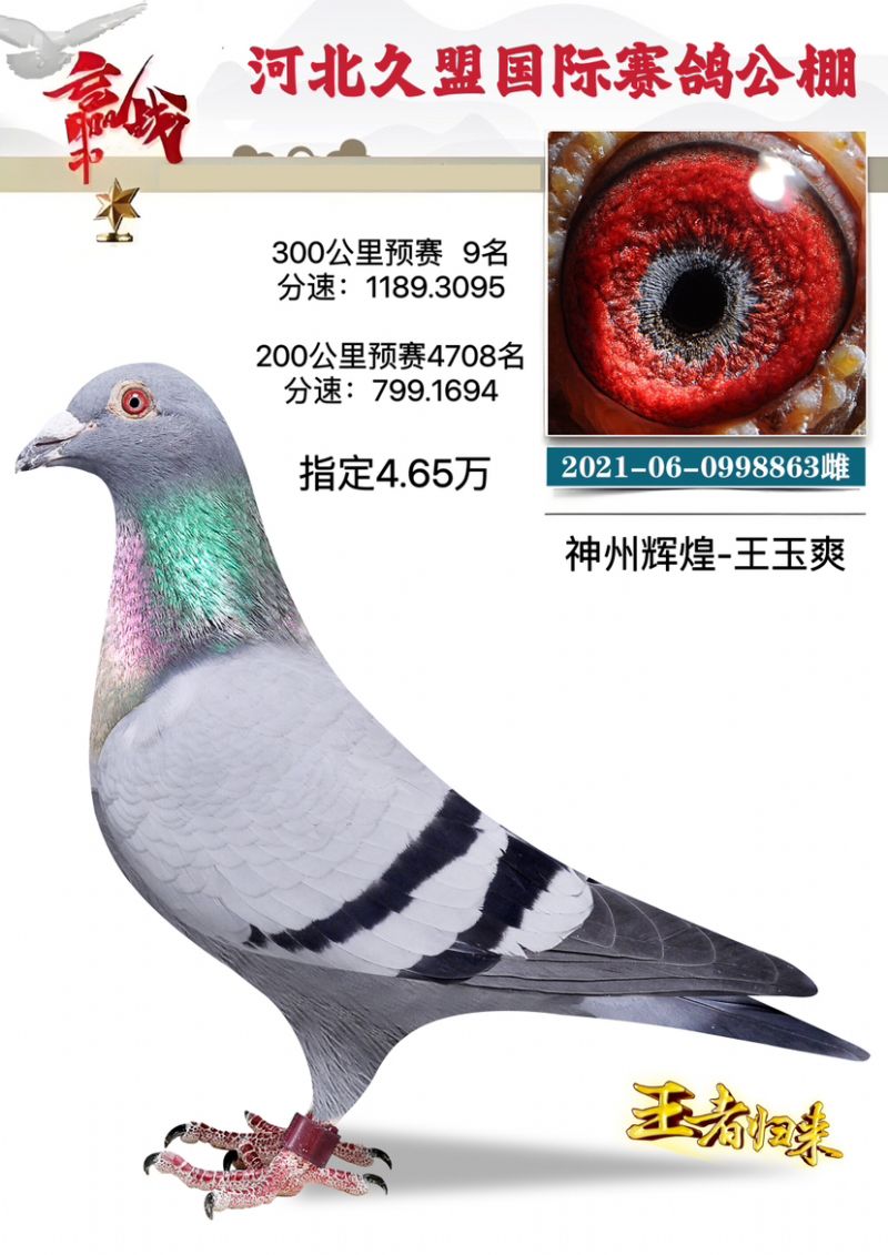 信鸽在线拍卖平台