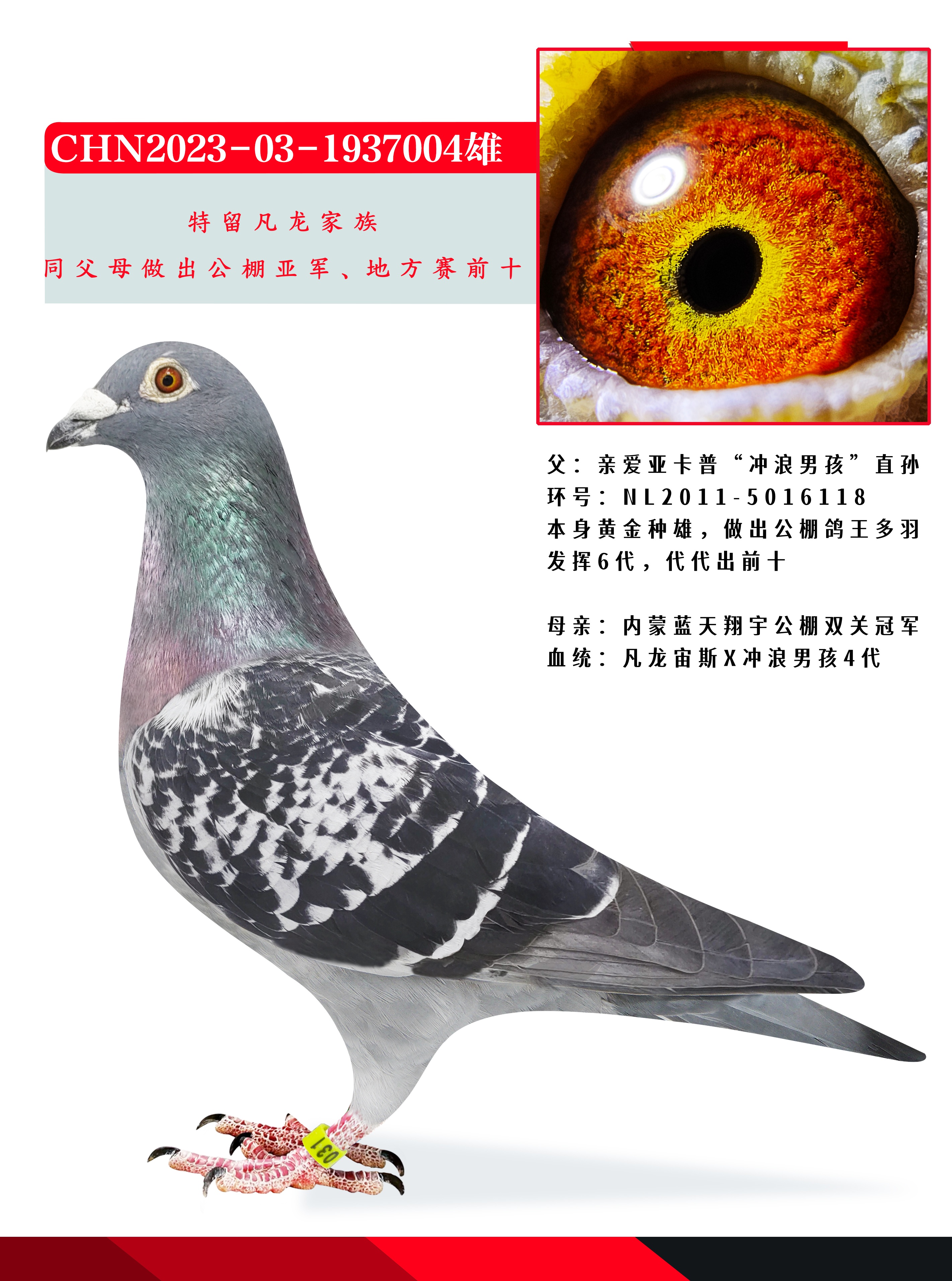 爱亚卡普凡龙冲浪男孩