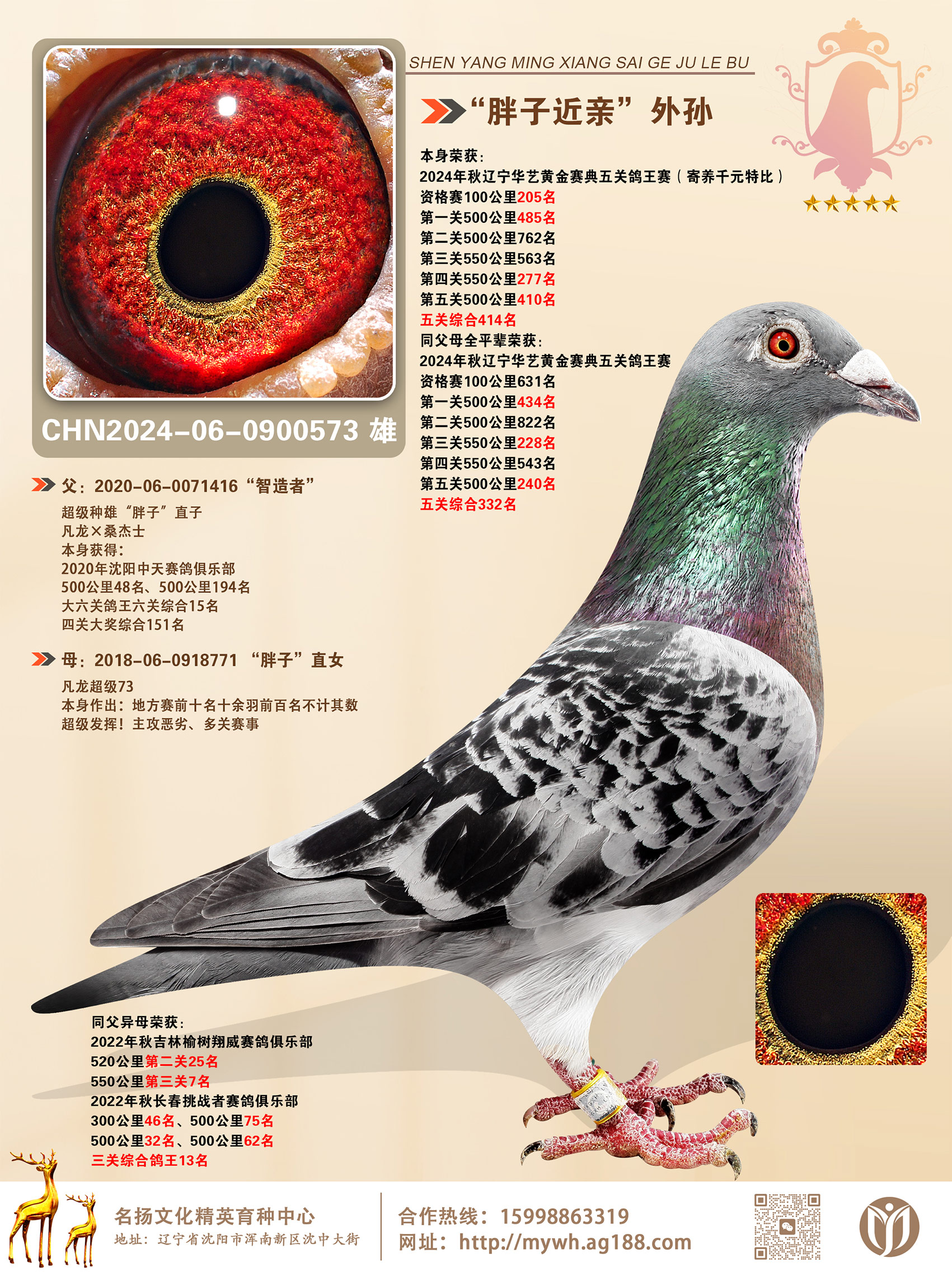 信鸽在线拍卖平台