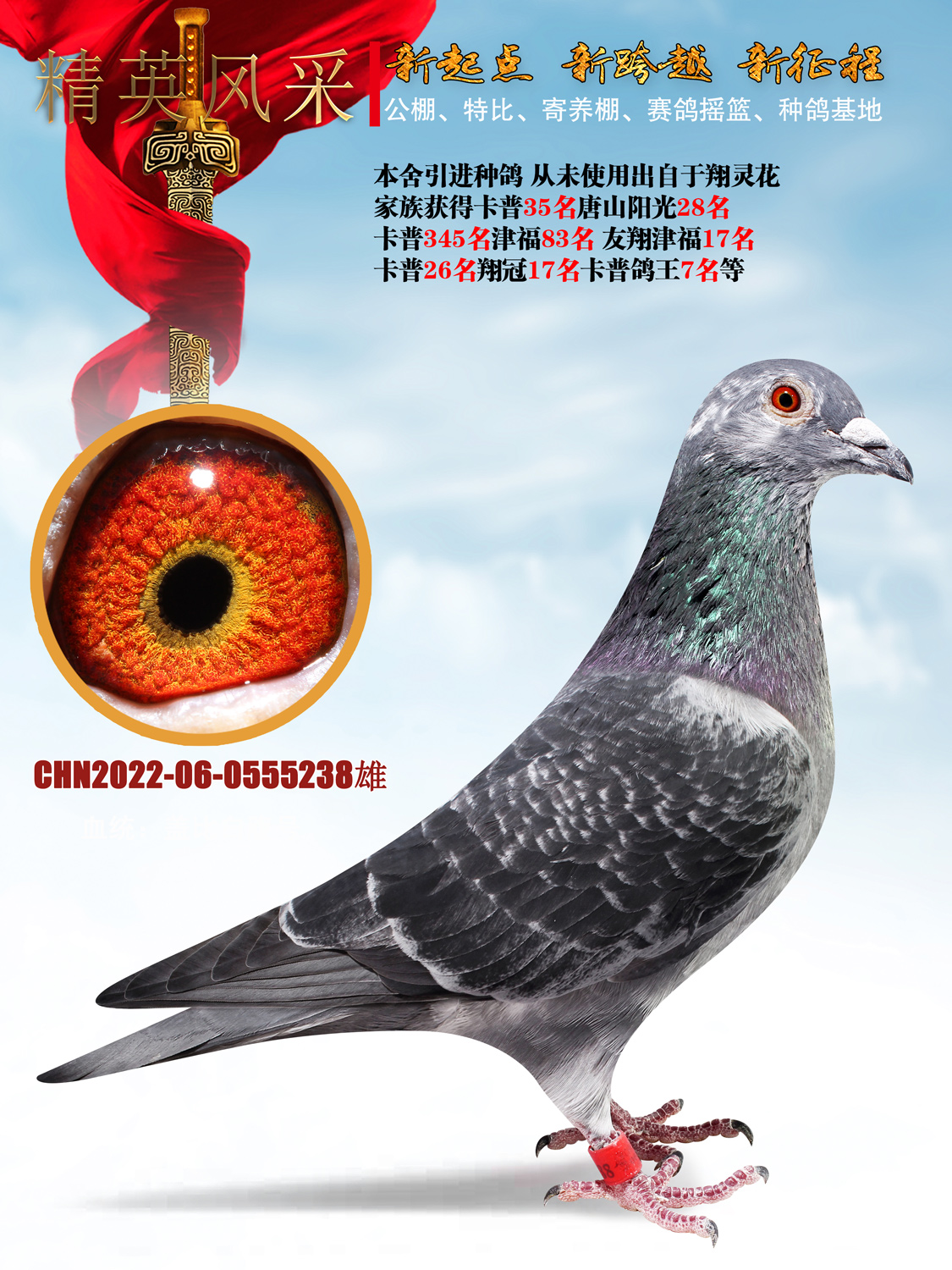信鸽在线拍卖平台