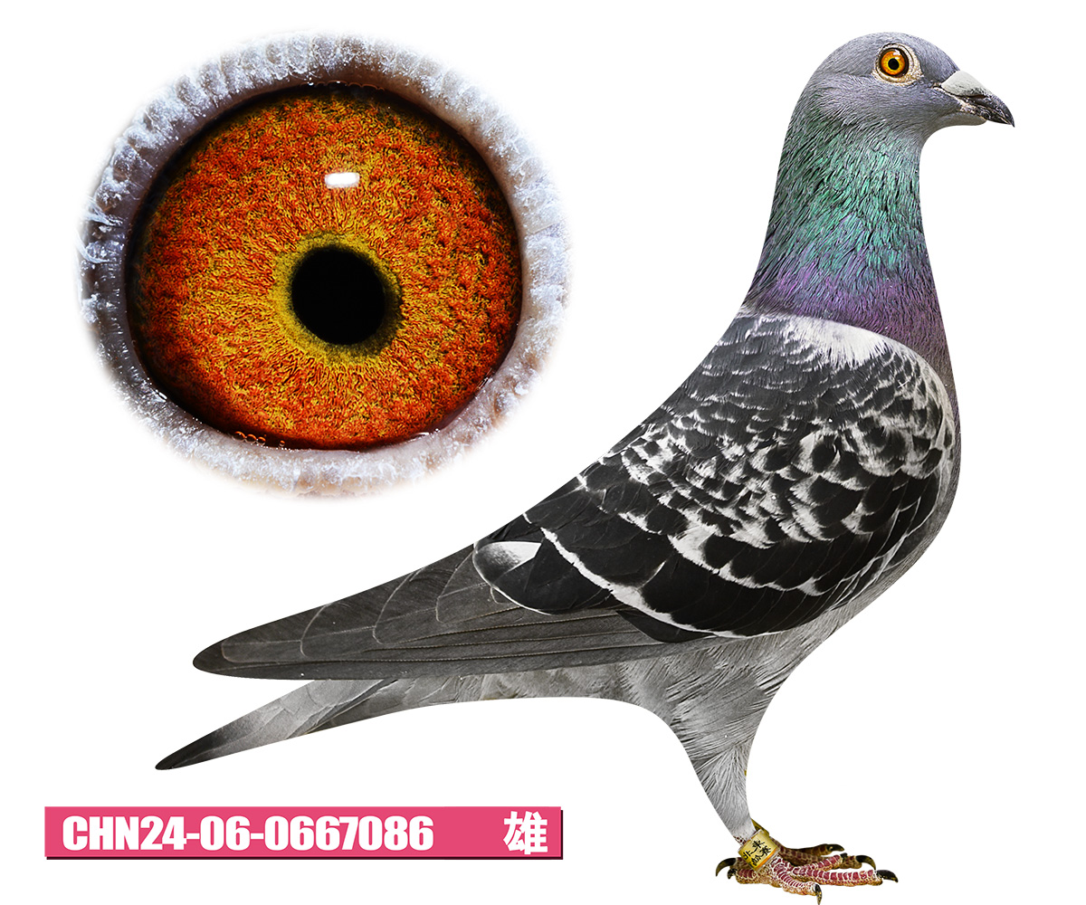 考夫曼杀手锏086