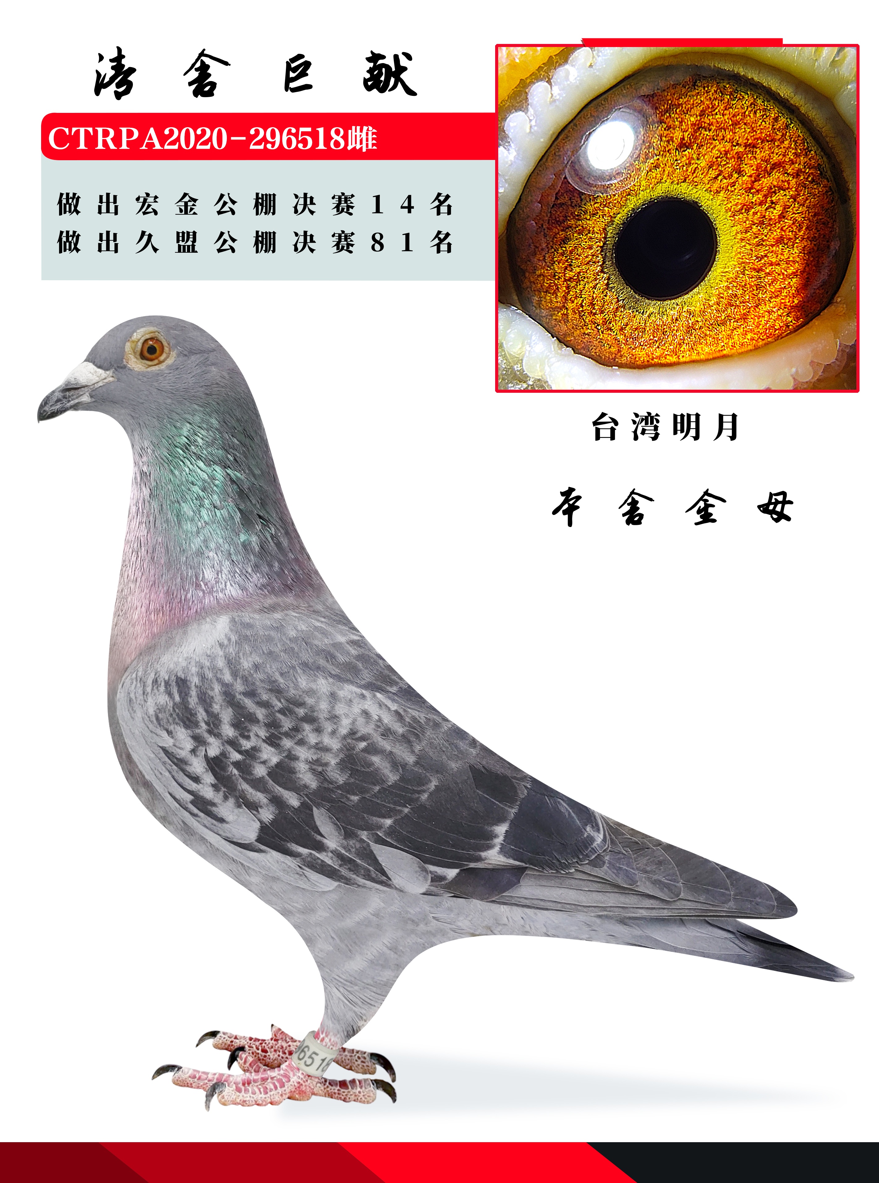 台湾明月原舍种鸽
