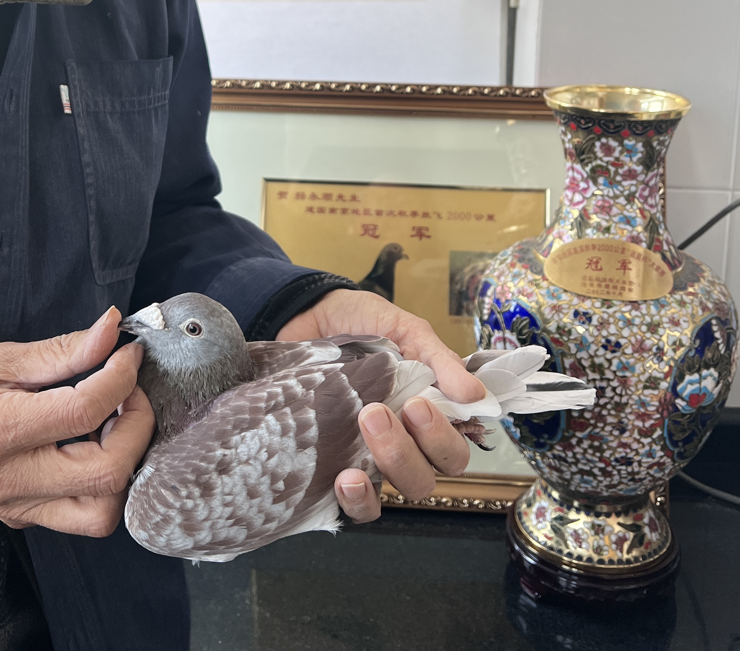 信鸽在线拍卖平台