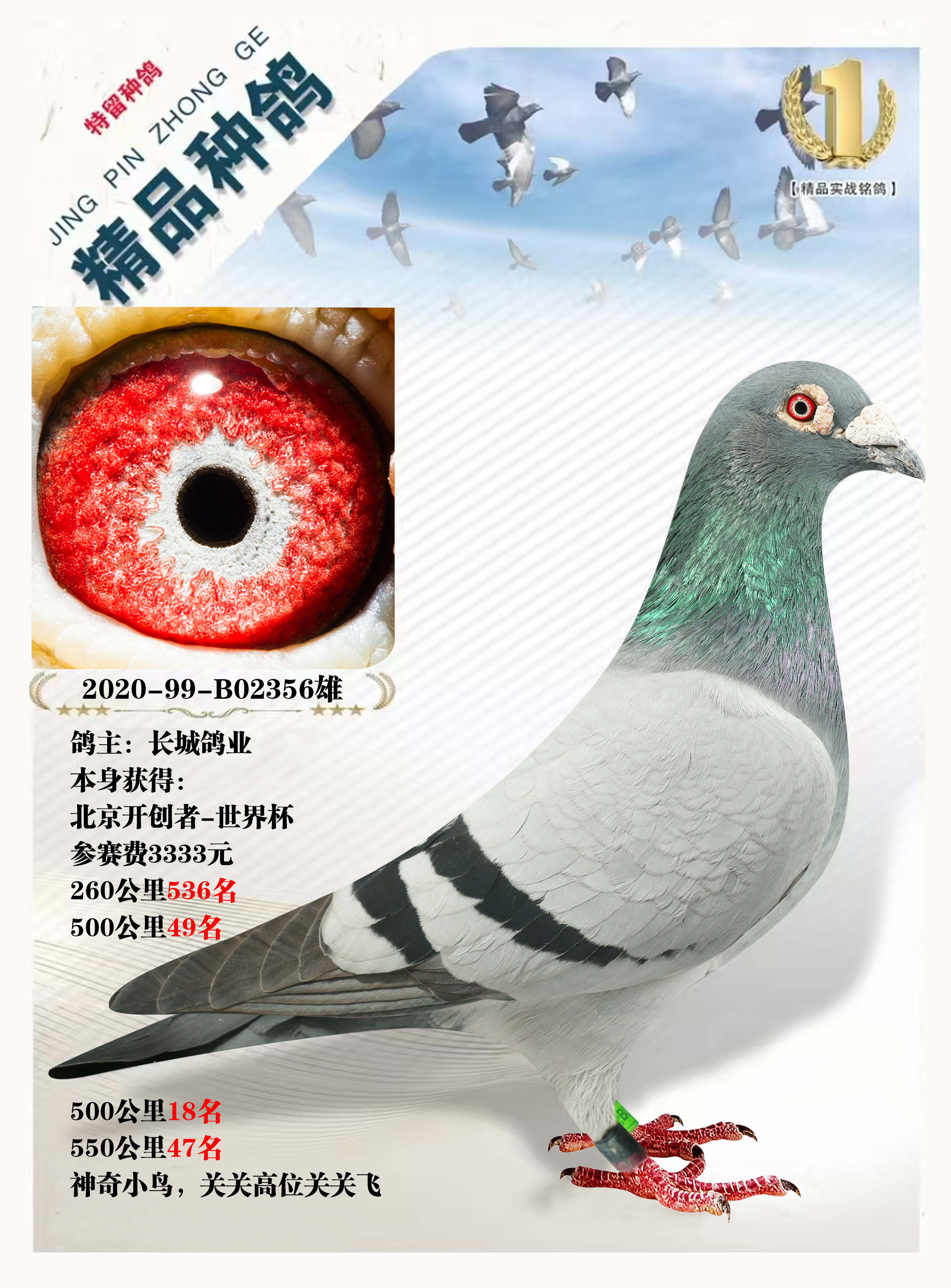 长城鸽业选送北京开创者关关高位