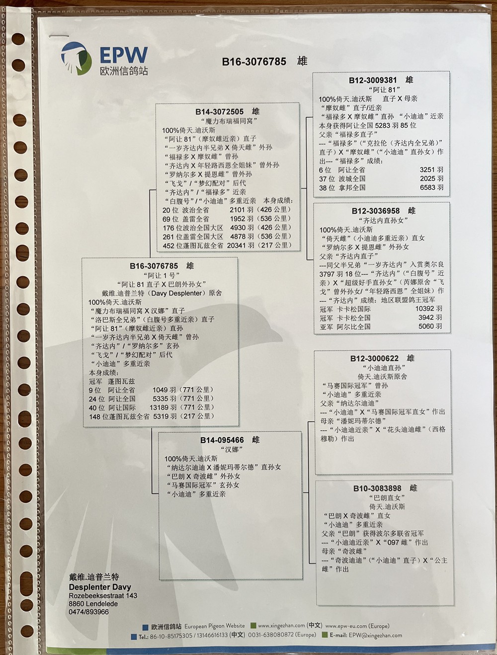 欧洲信鸽站图片