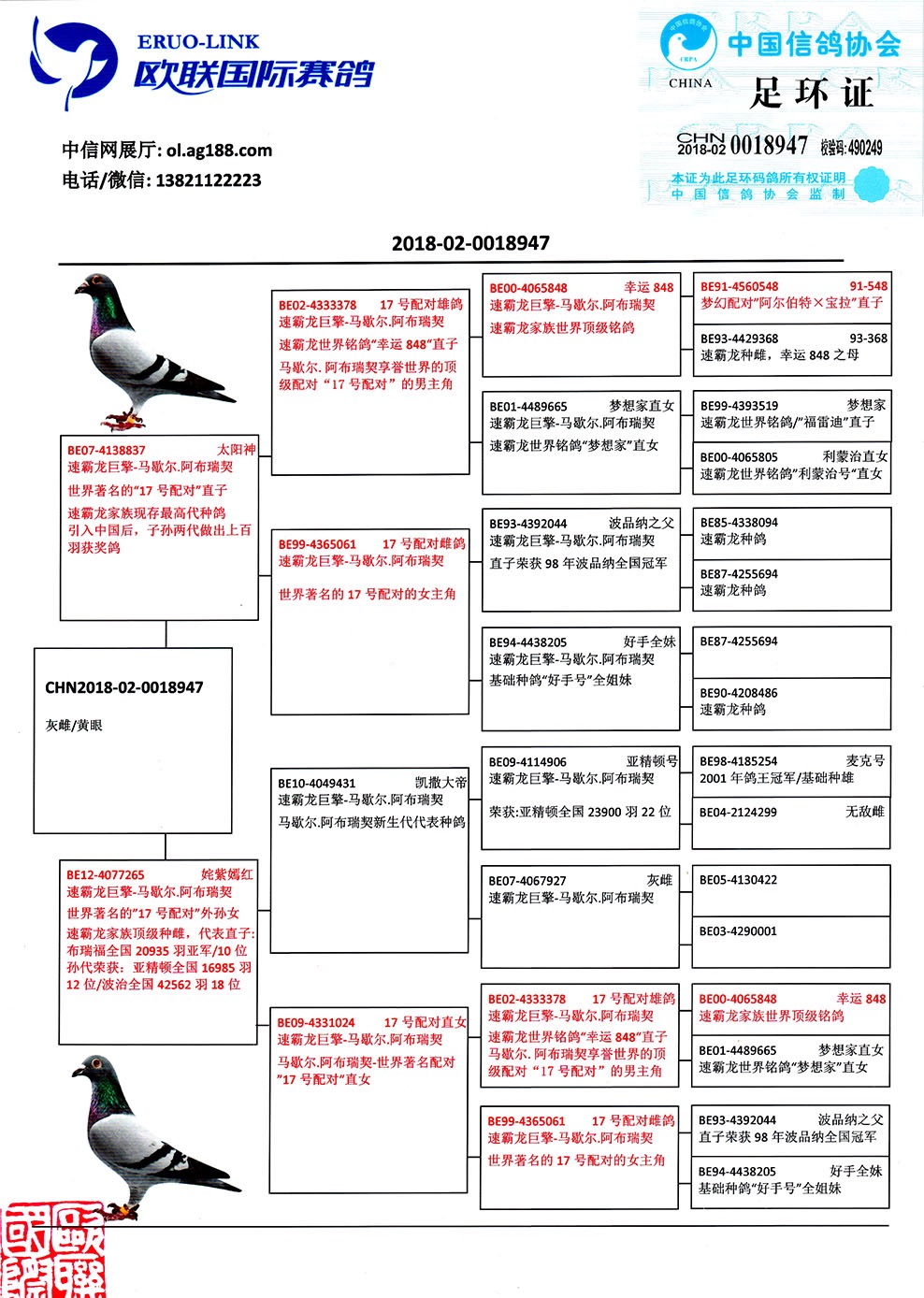 中国信鸽信息网首页图片