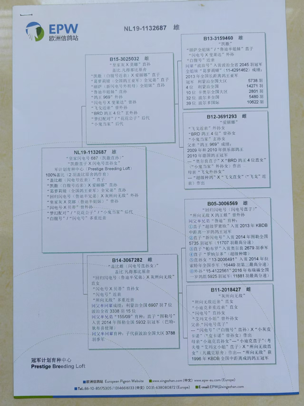 中国信鸽信息网图片