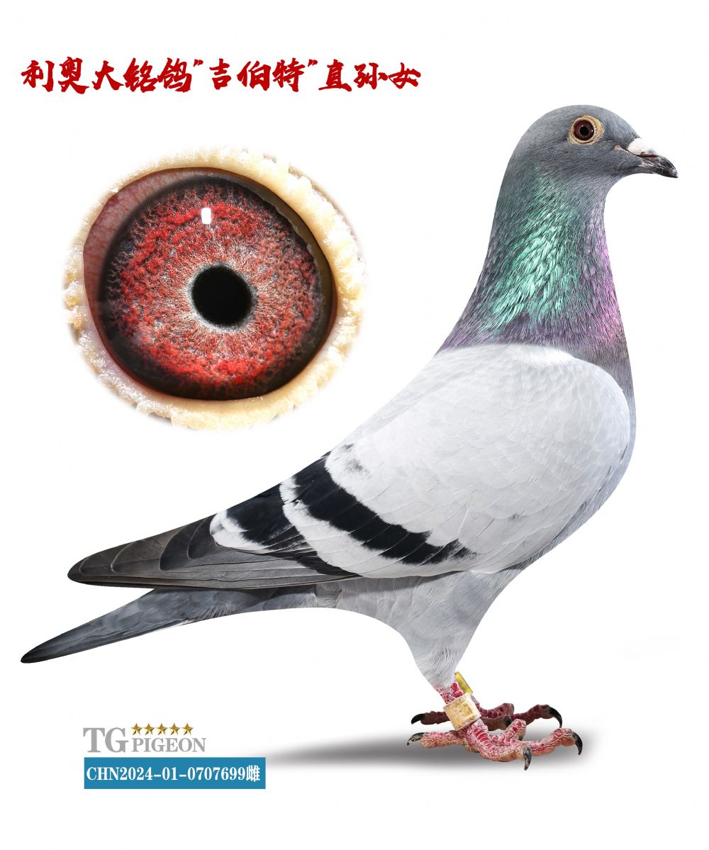 兄弟铭鸽菁英育种中心 - 中信网铭鸽展厅