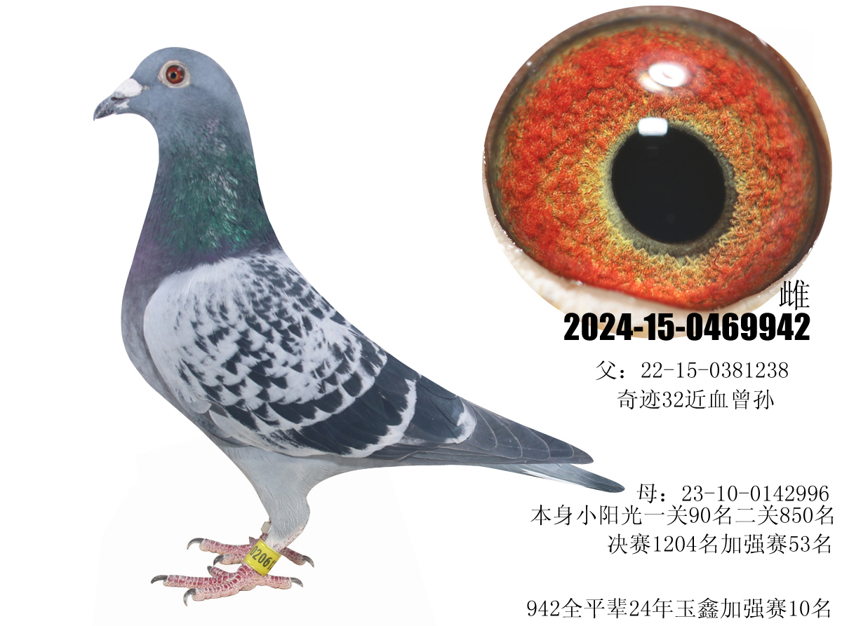 北洋战队 - 中信网铭鸽展厅