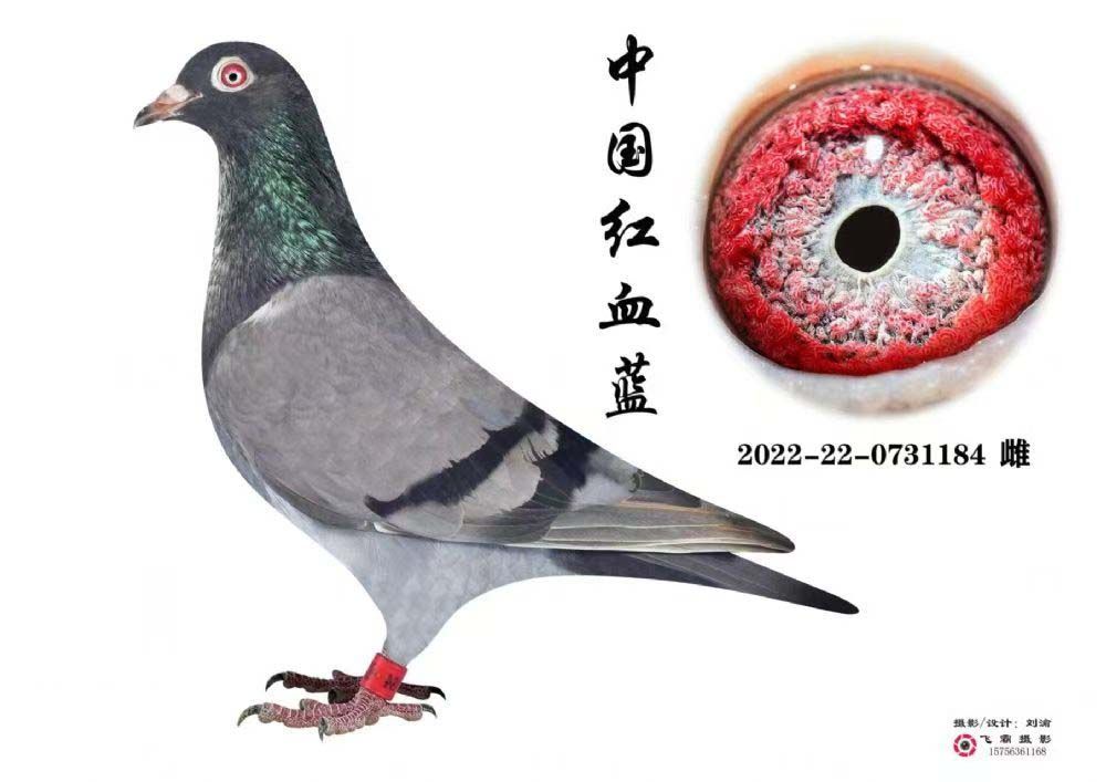 信鸽在线拍卖平台