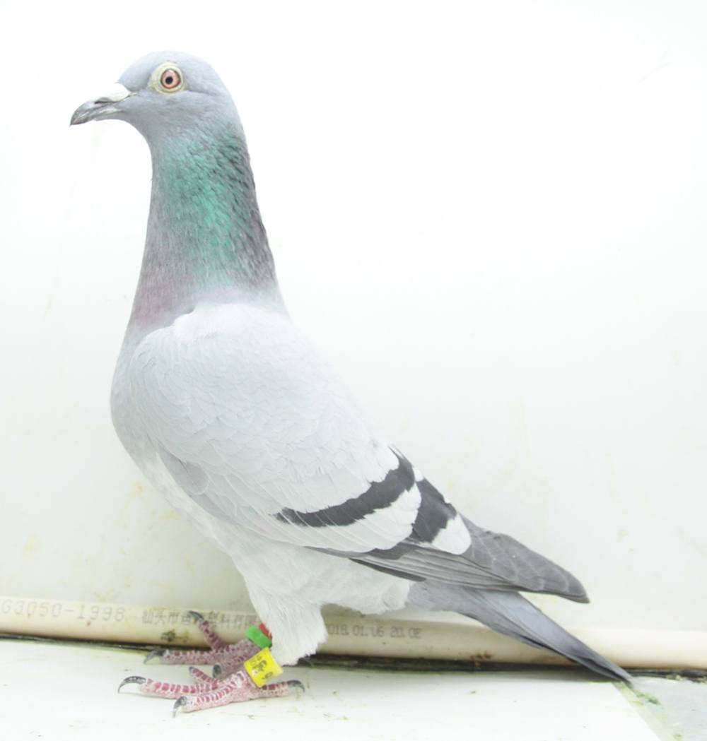 北京胜奥俱乐部特比环三关综合55名