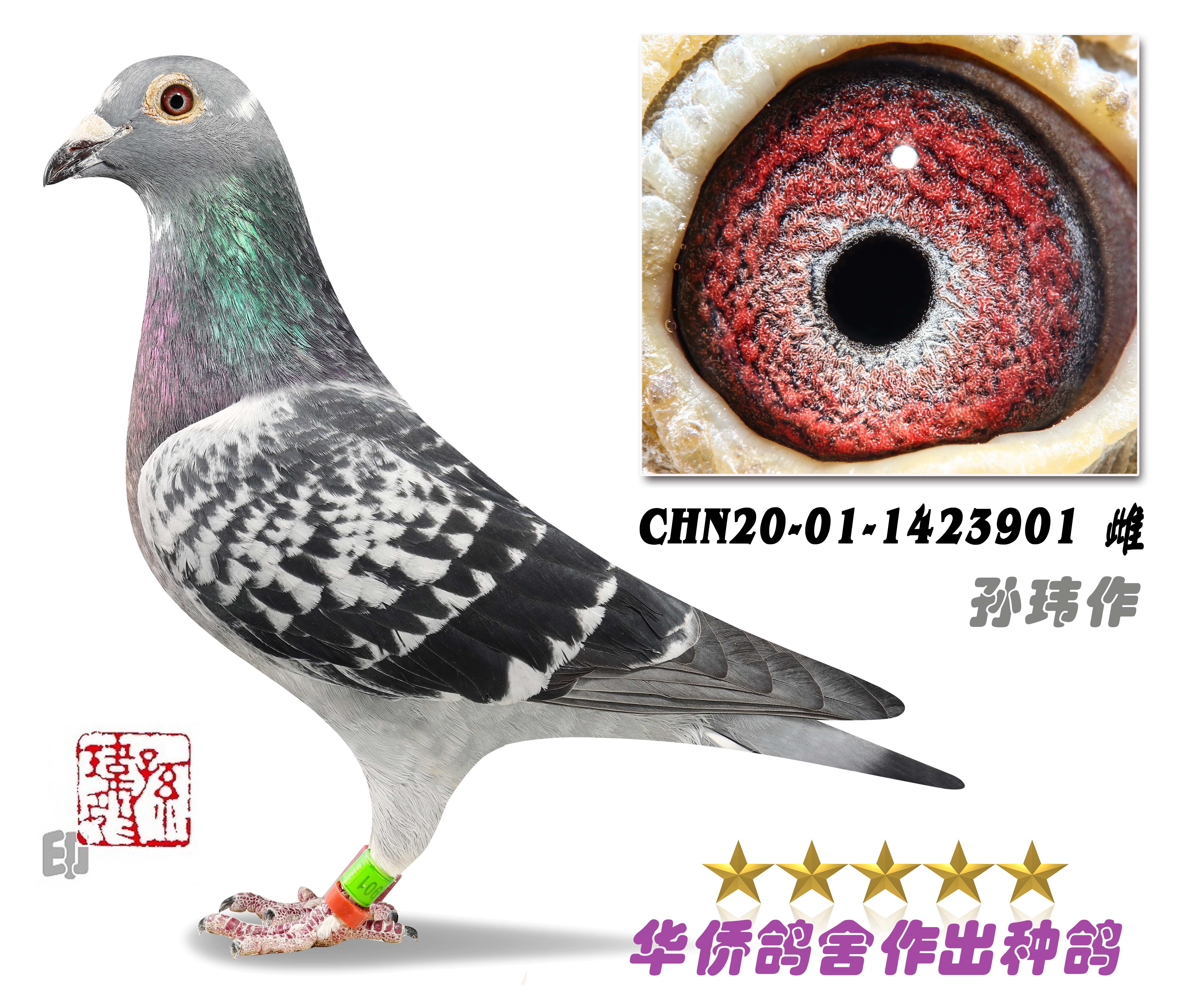华侨赛鸽交流中心 - 中信网铭鸽展厅
