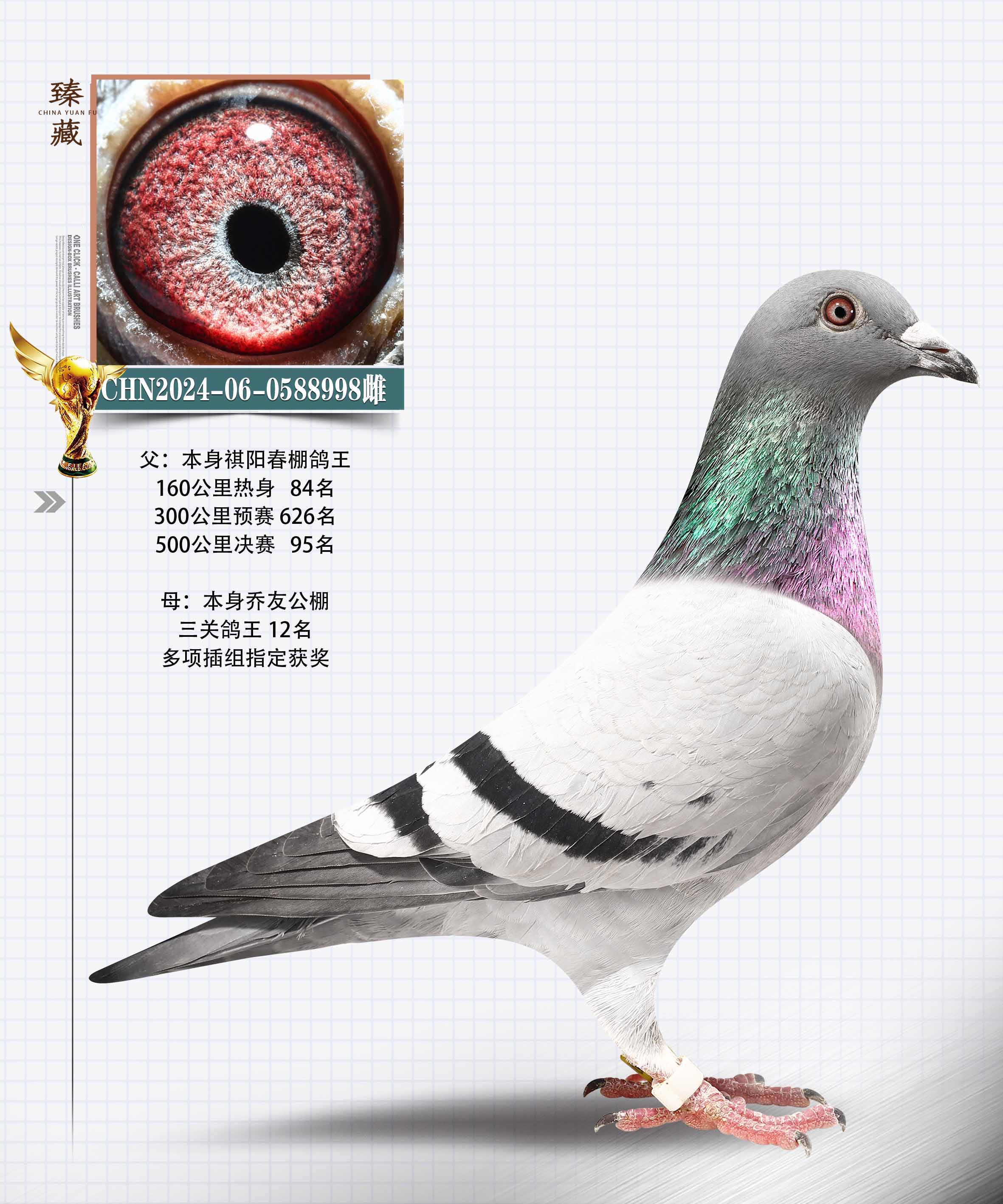 北飞鸽业在线拍鸽