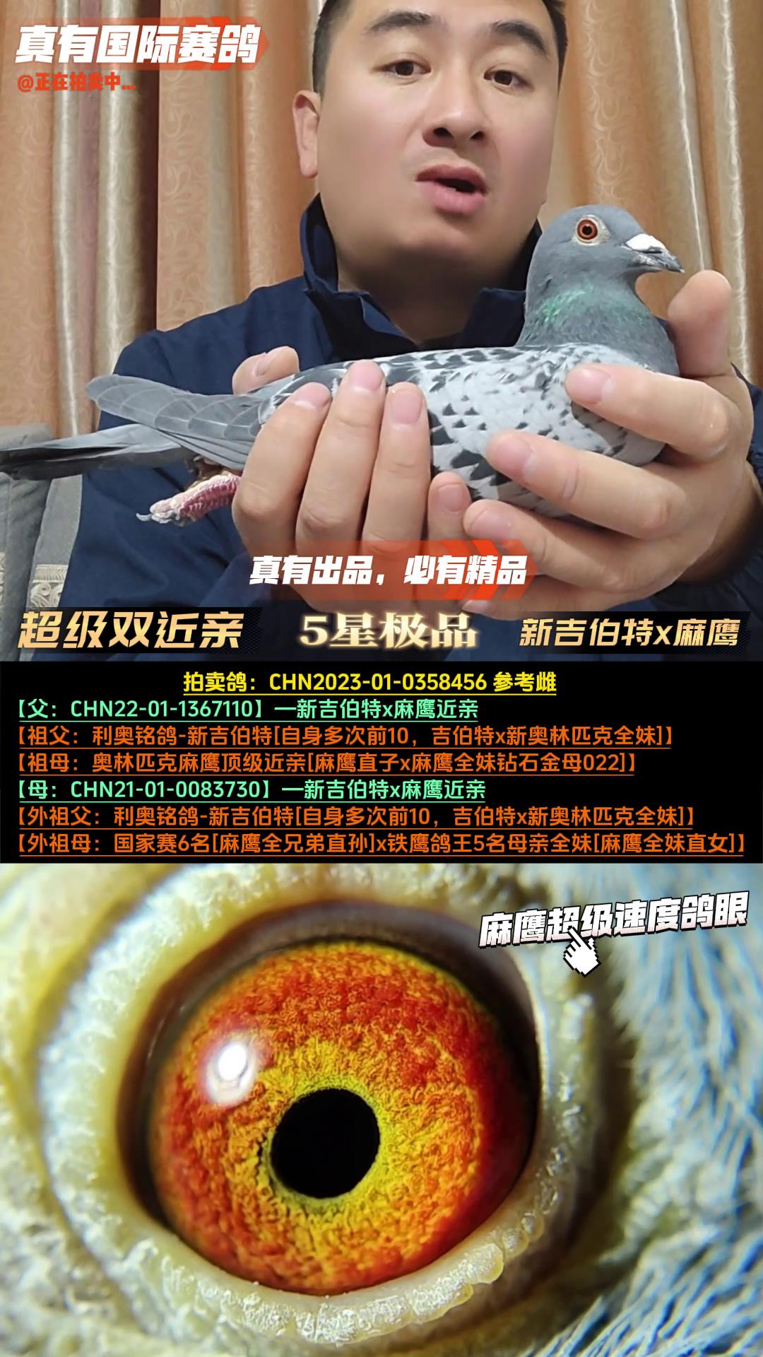 真有国际赛鸽育种中心 - 中信网铭鸽展厅