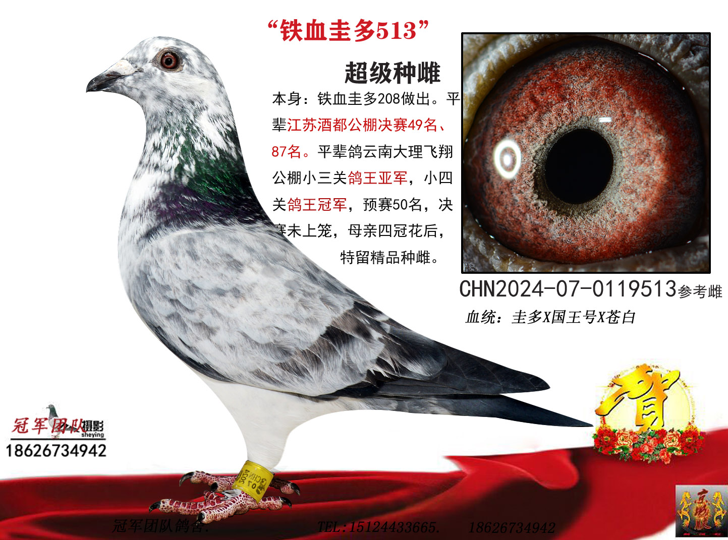 冠军团队鸽舍 - 中信网铭鸽展厅