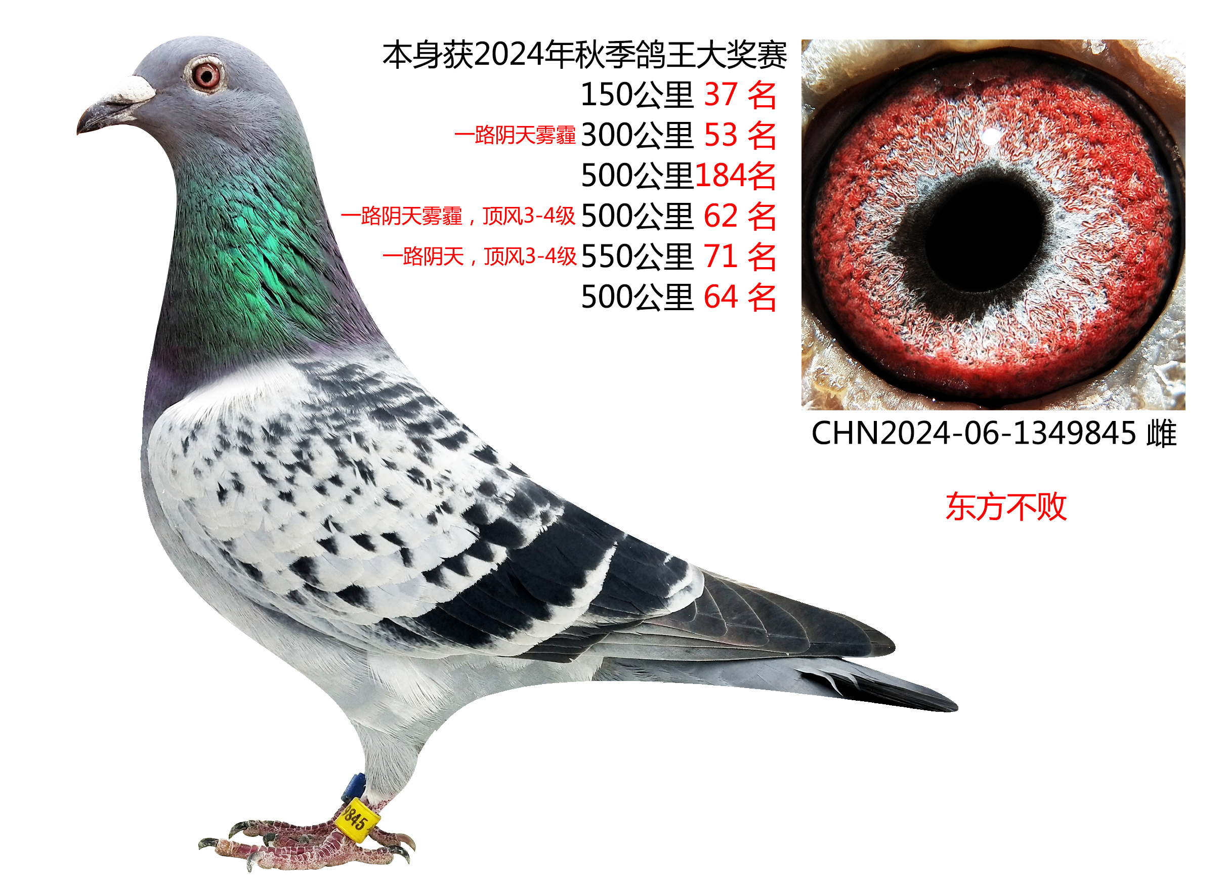 信鸽在线拍卖平台