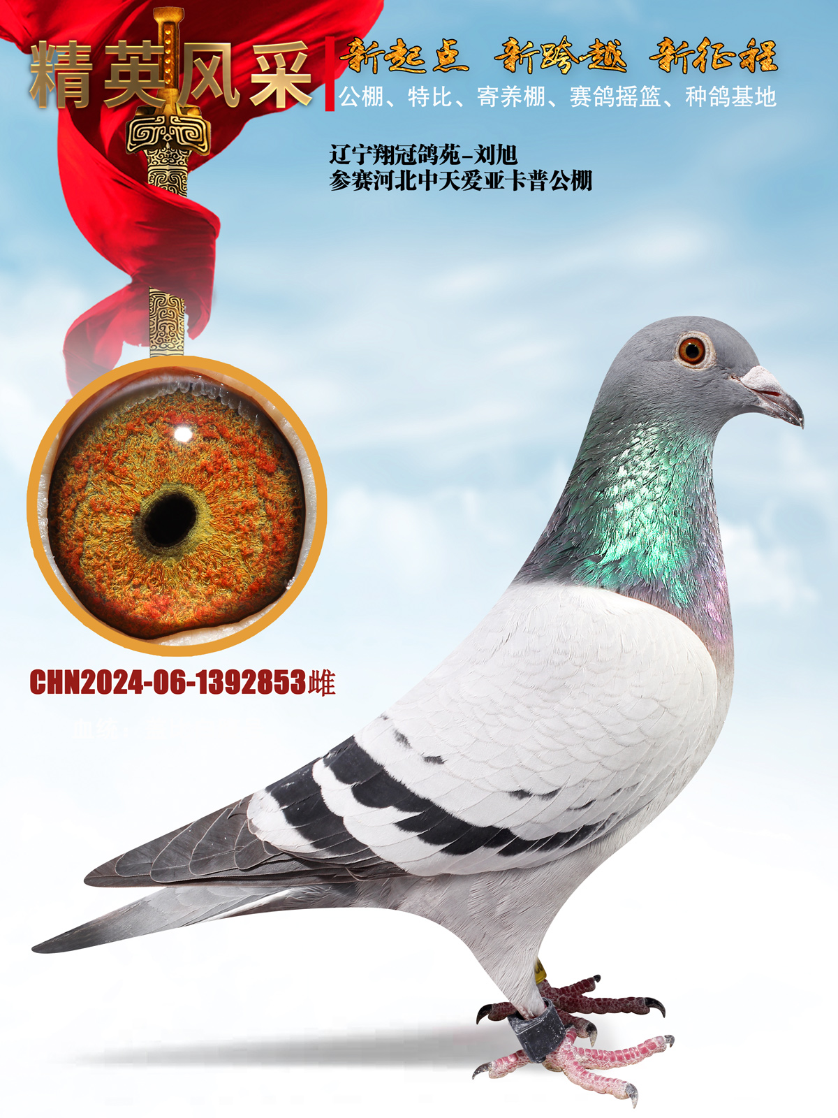 信鸽在线拍卖平台