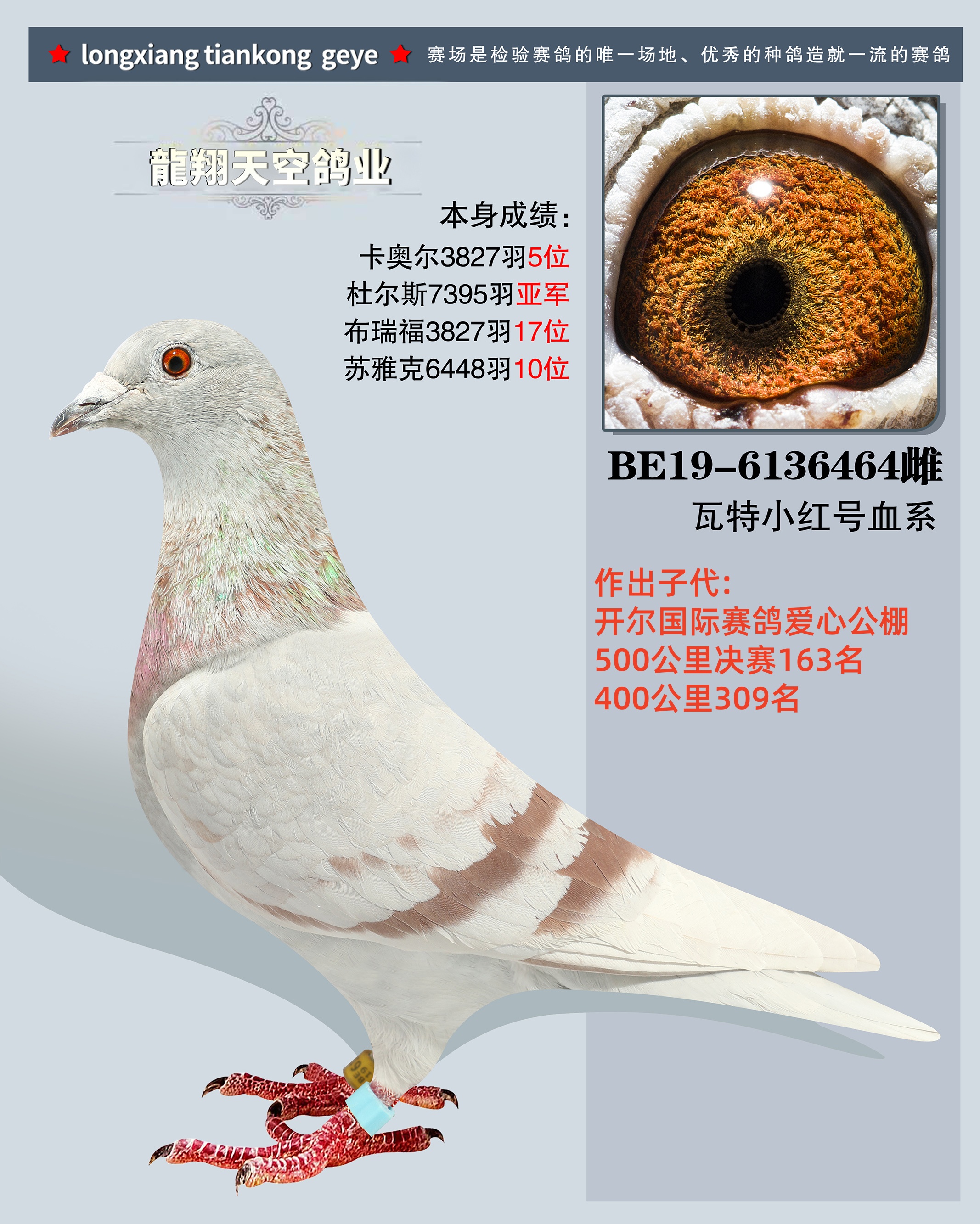 瓦特原舍小红号血系本身7395羽亚军