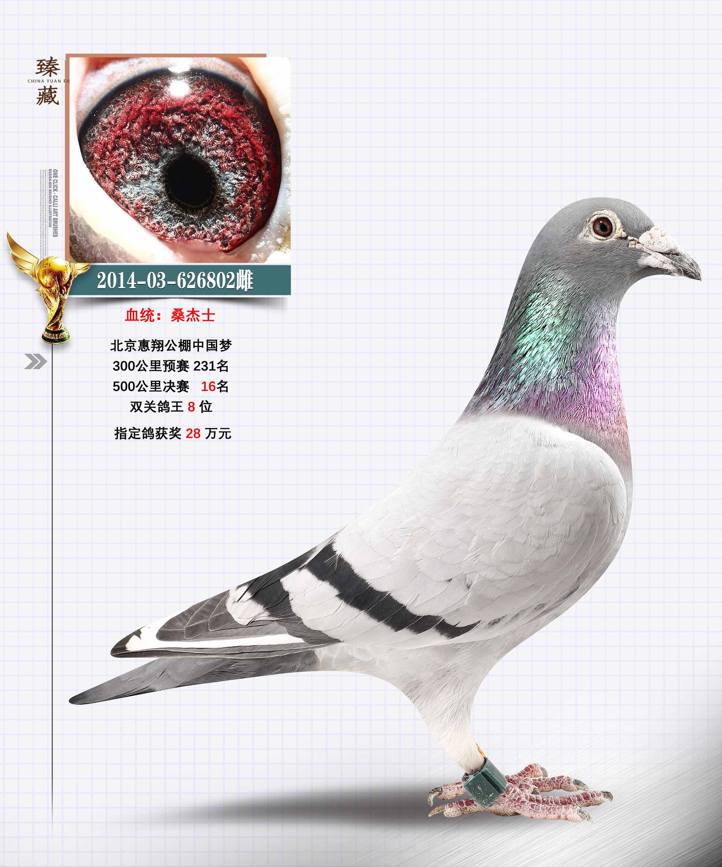 信鸽在线拍卖平台