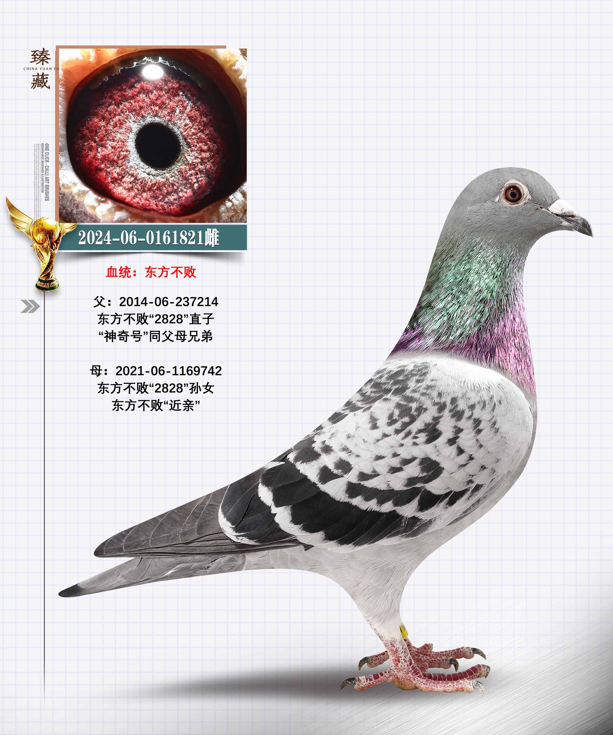 信鸽在线拍卖平台