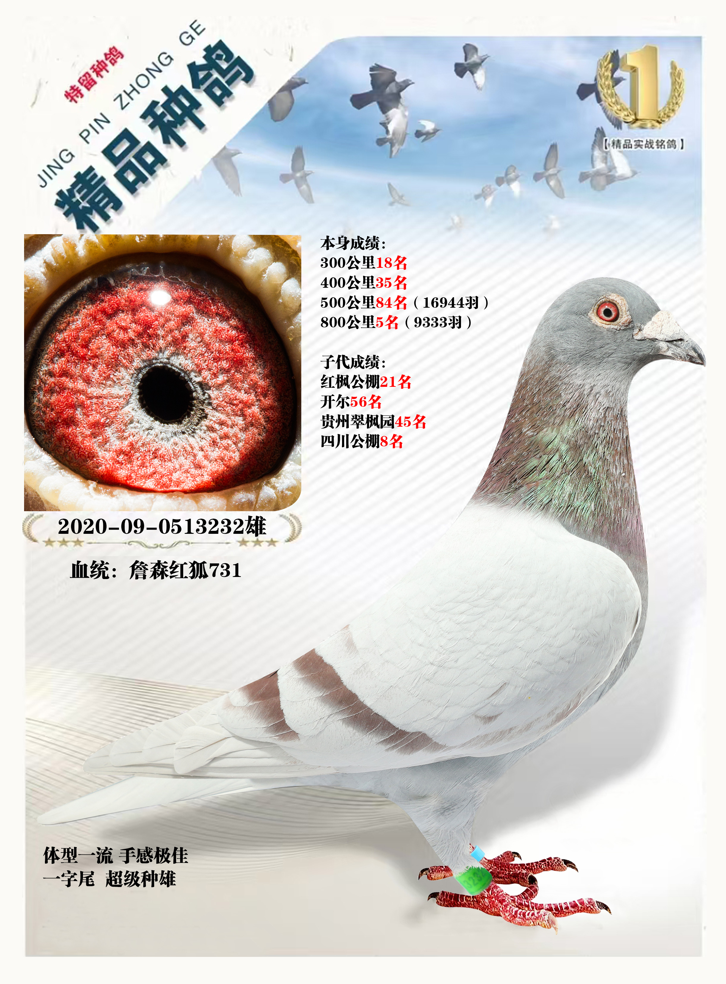 信鸽在线拍卖平台