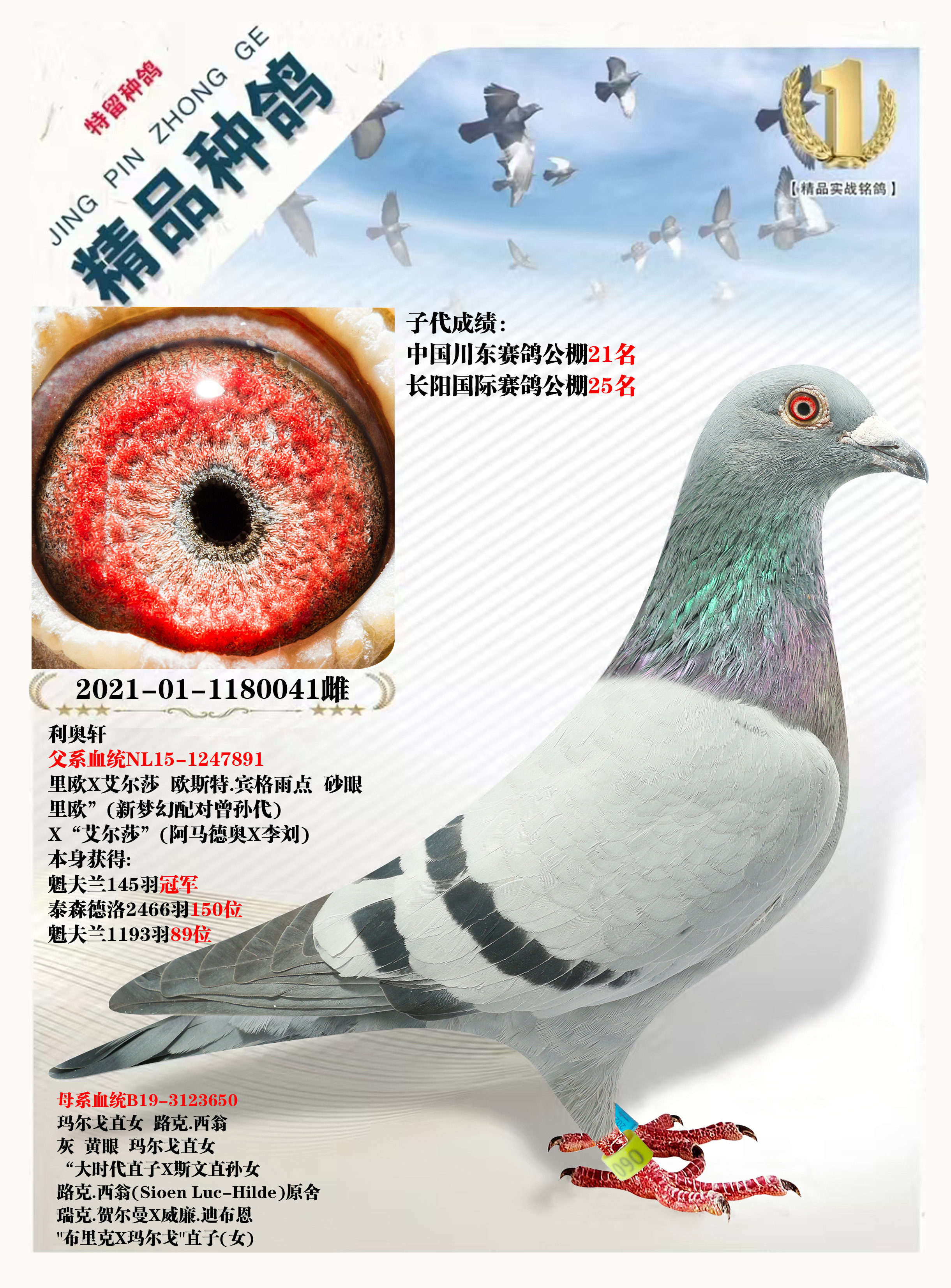 信鸽在线拍卖平台