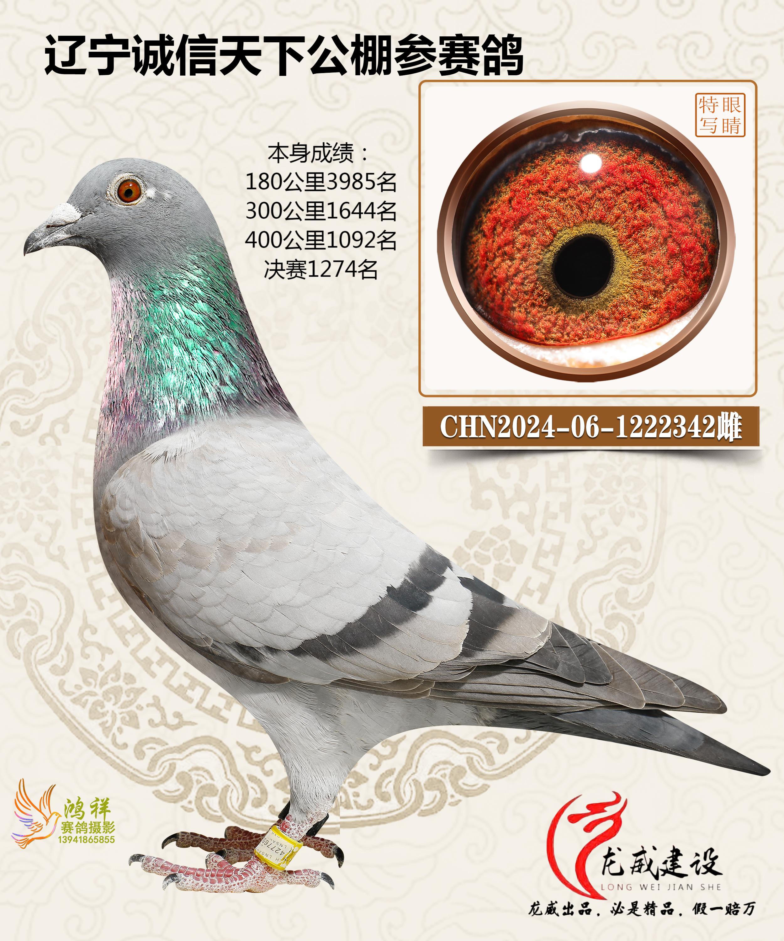 本舍辽宁诚信天下参赛鸽