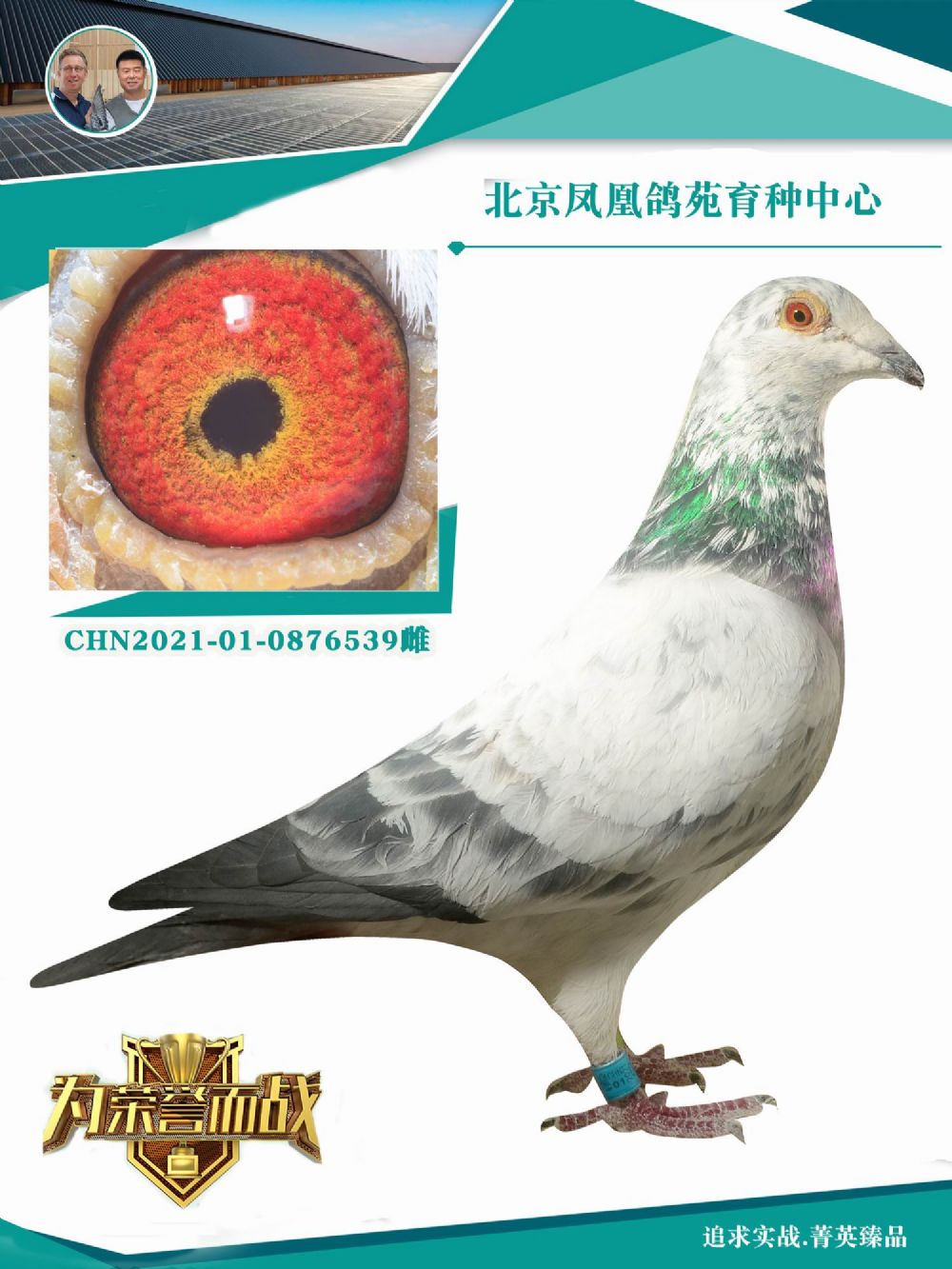 此鸽一定出优秀成绩