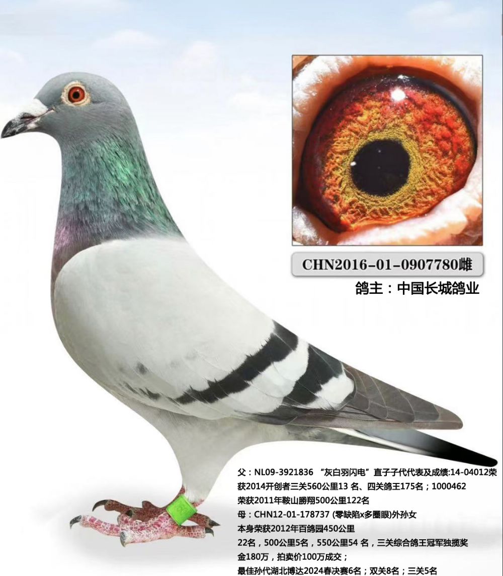 中国长城鸽业灰白羽闪电直孙女雌